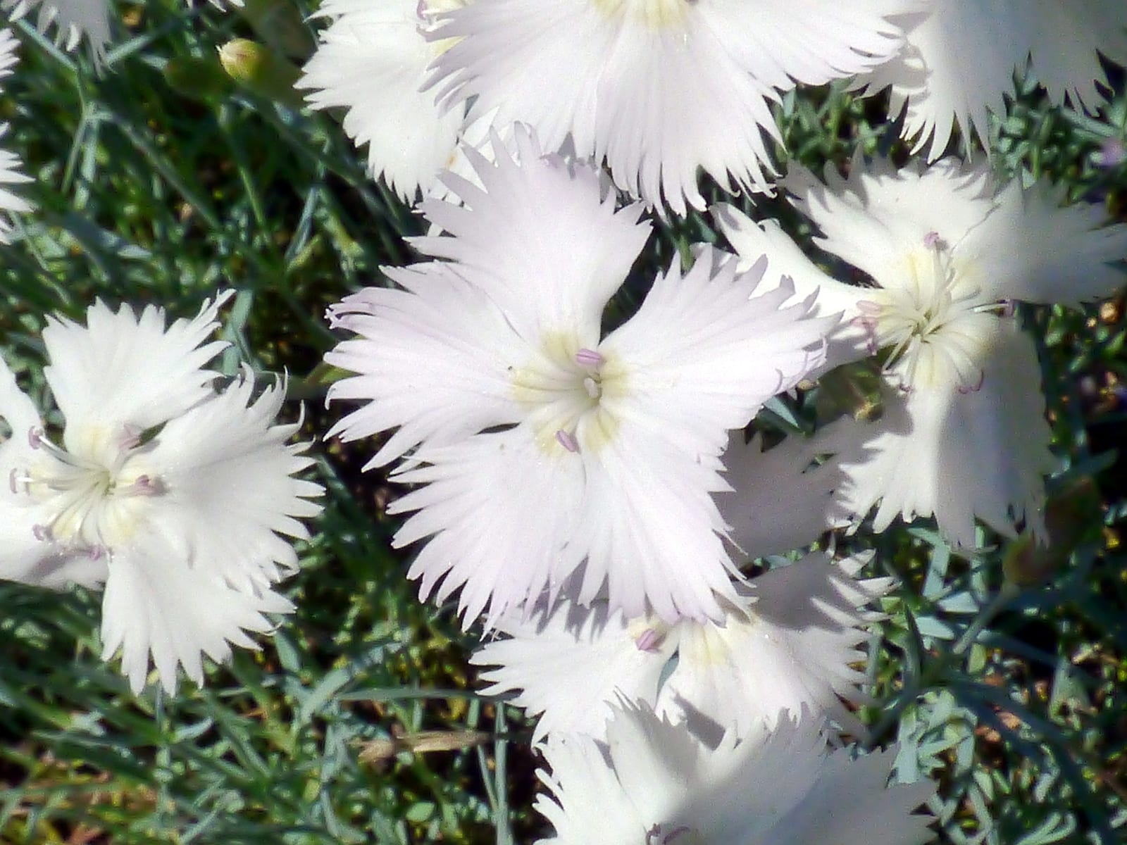 Dianthus (Pinks) thumbnail 3