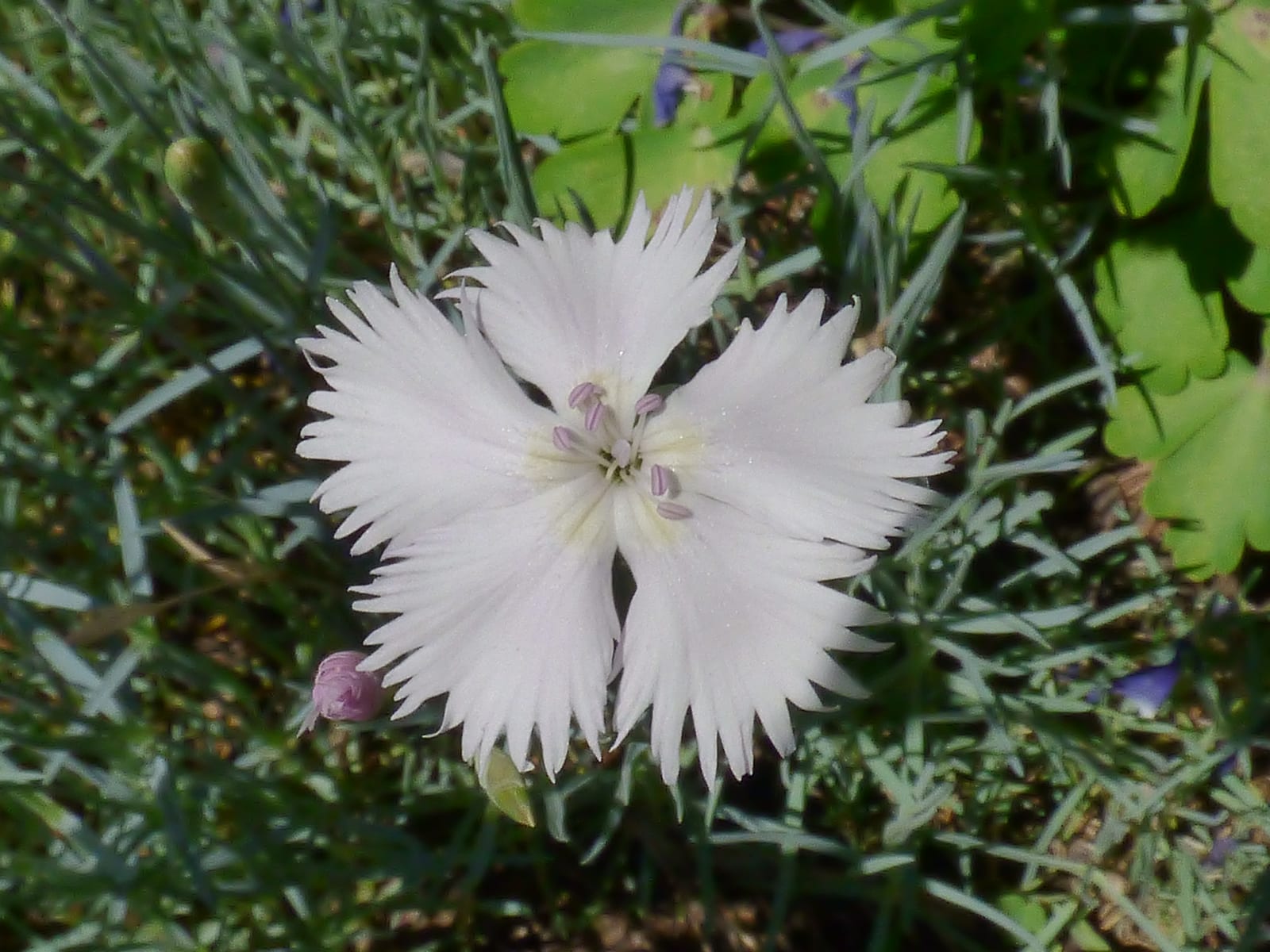 Dianthus (Pinks) thumbnail 4