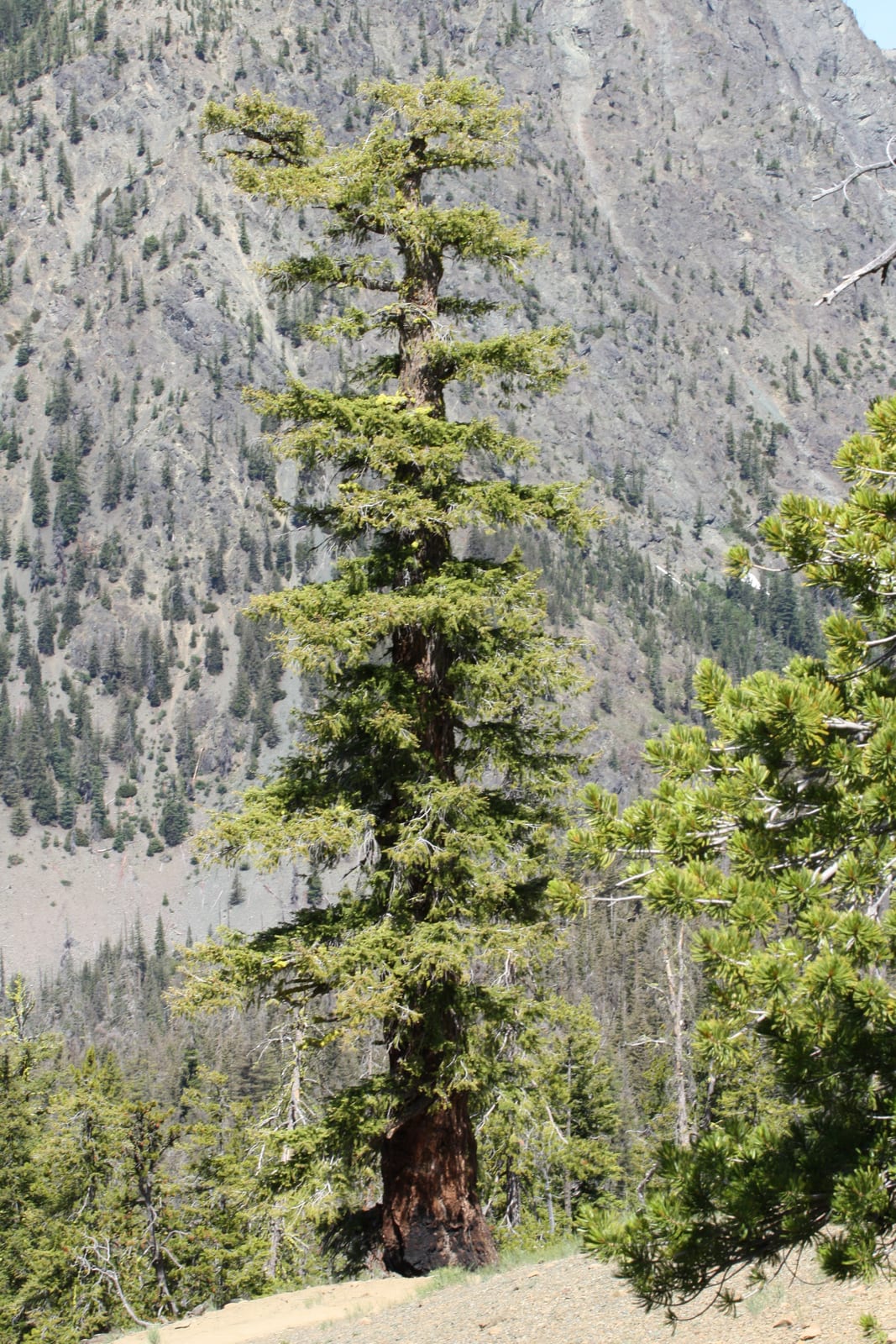 Douglas Fir thumbnail 3