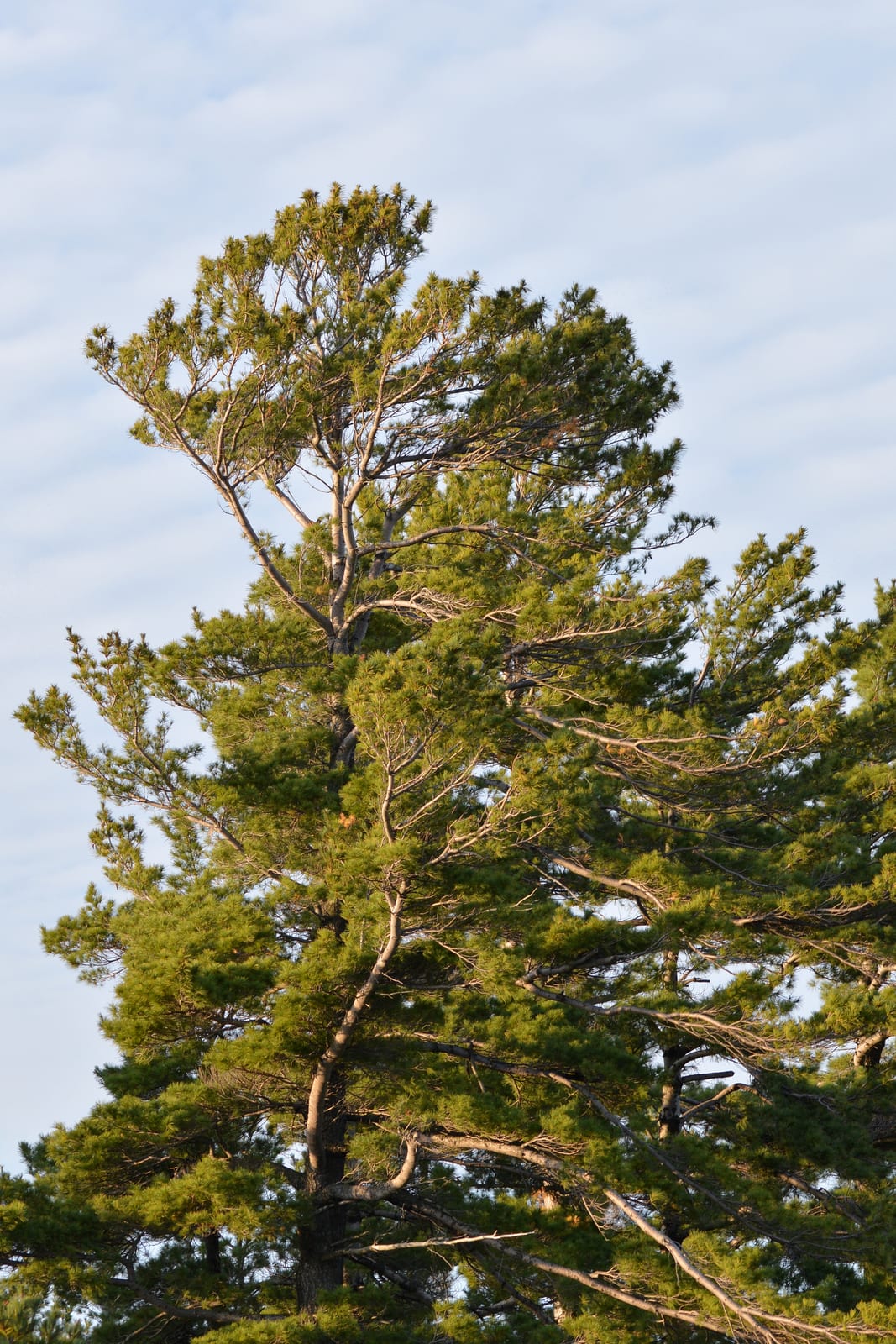 Eastern White Pine thumbnail 2