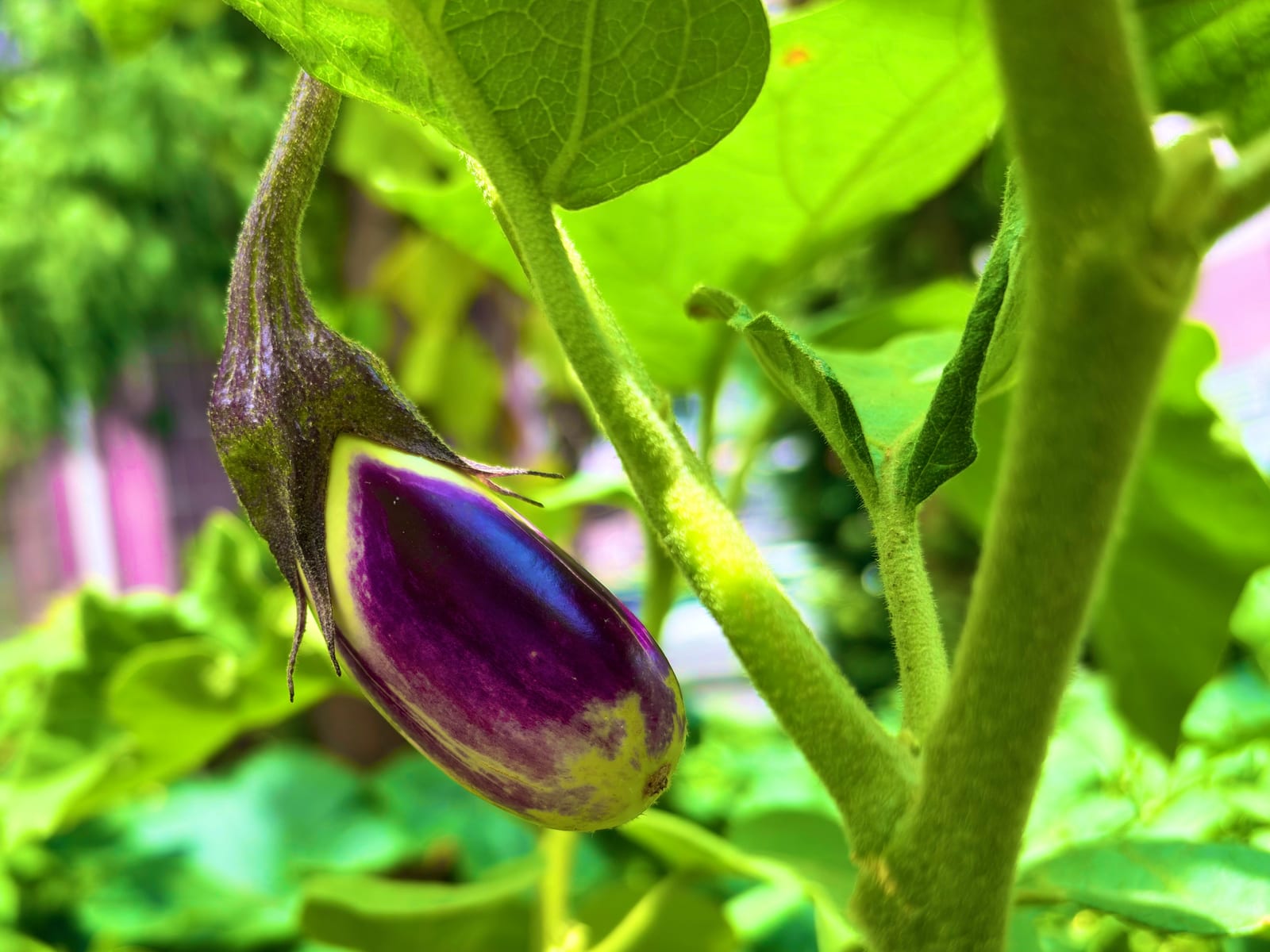 Eggplant
