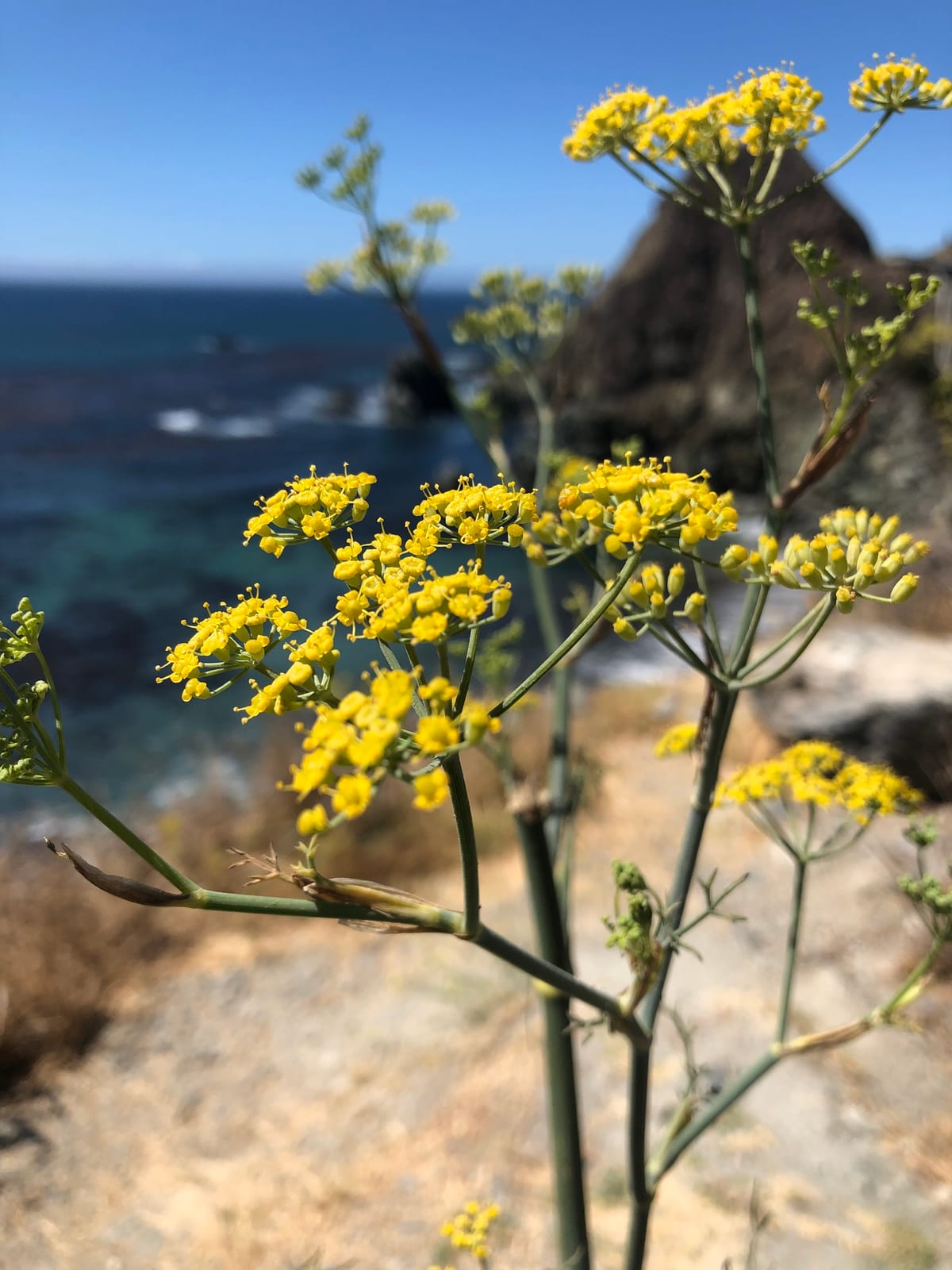 Fennel thumbnail 3