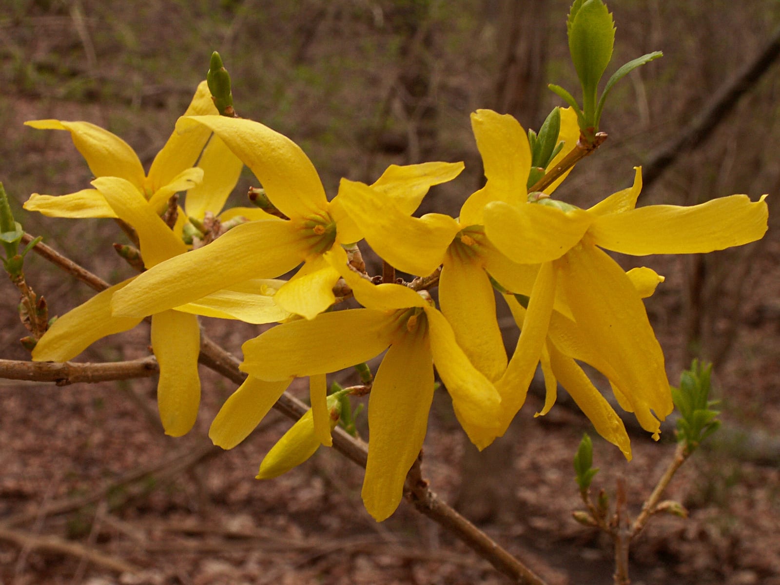 Forsythia