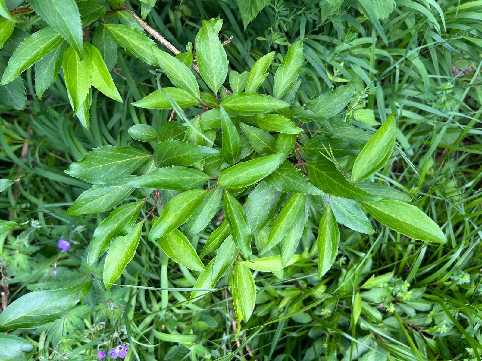 Forsythia thumbnail 4