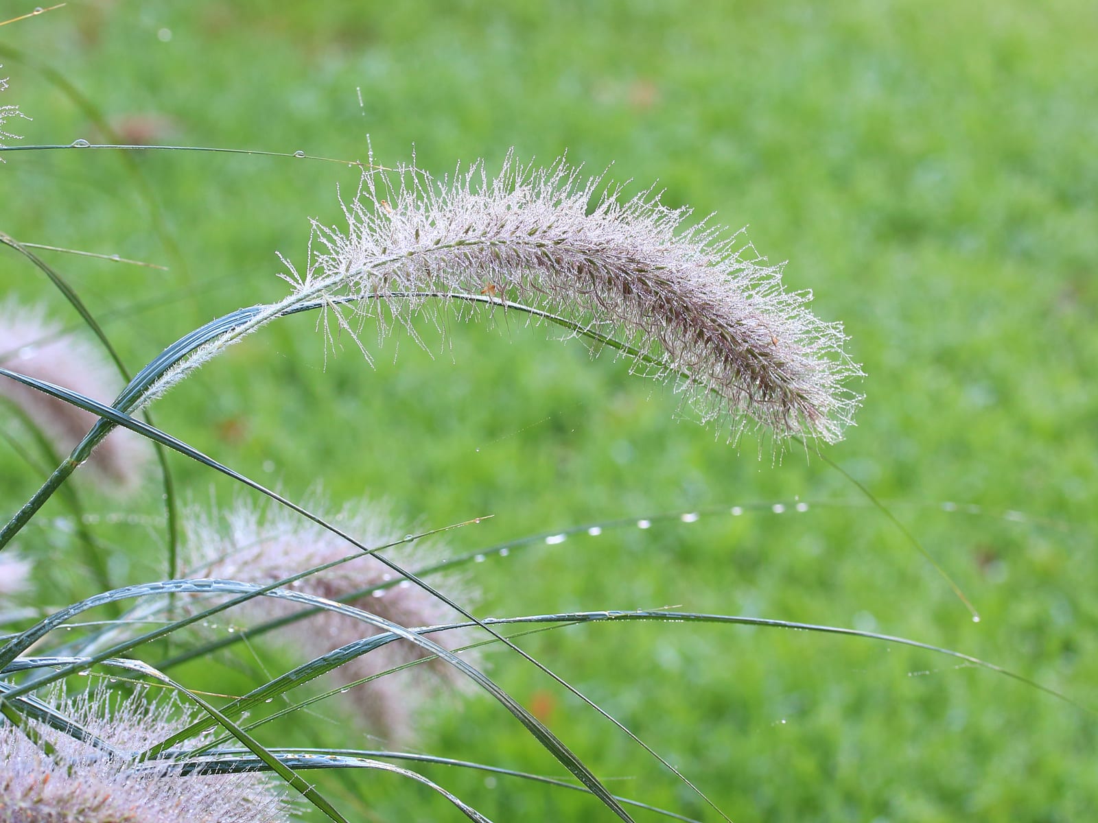 Fountain Grass