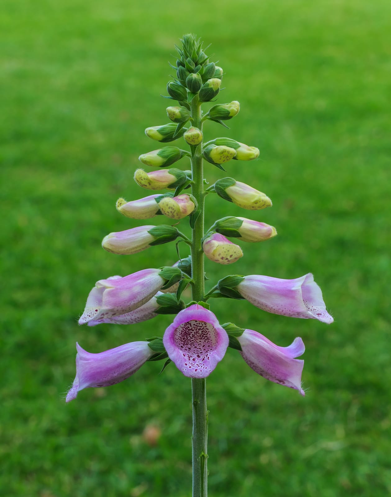 Foxglove thumbnail 2