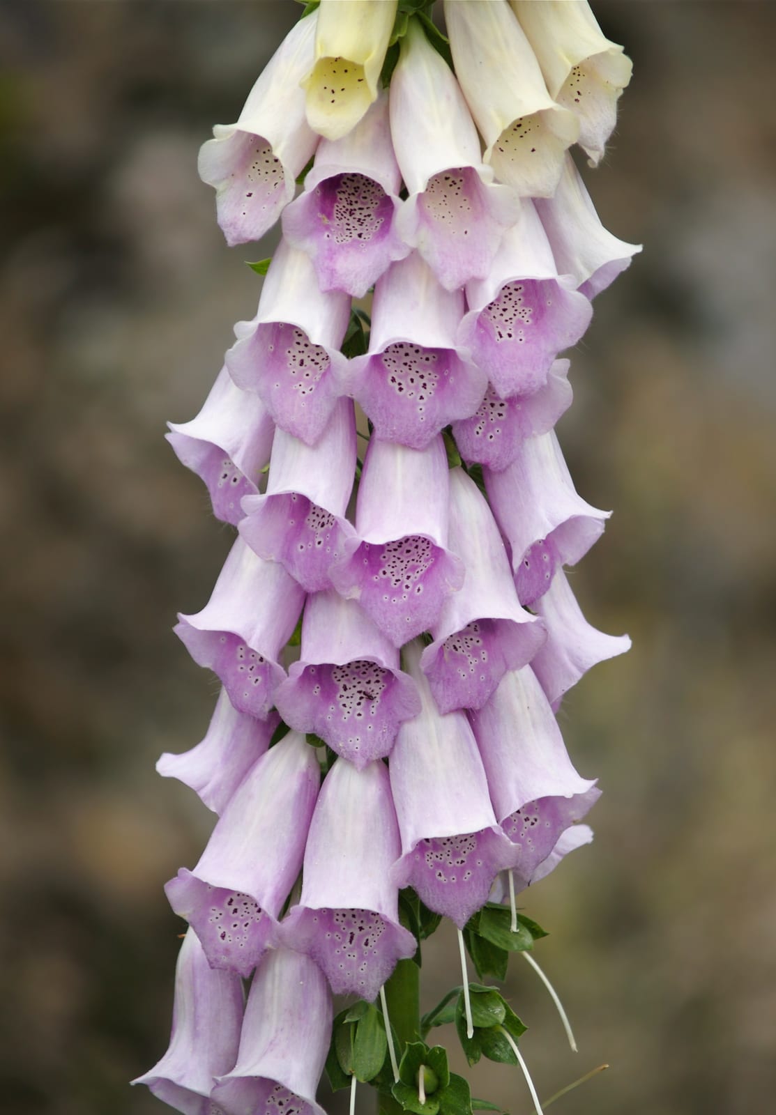 Foxglove thumbnail 3