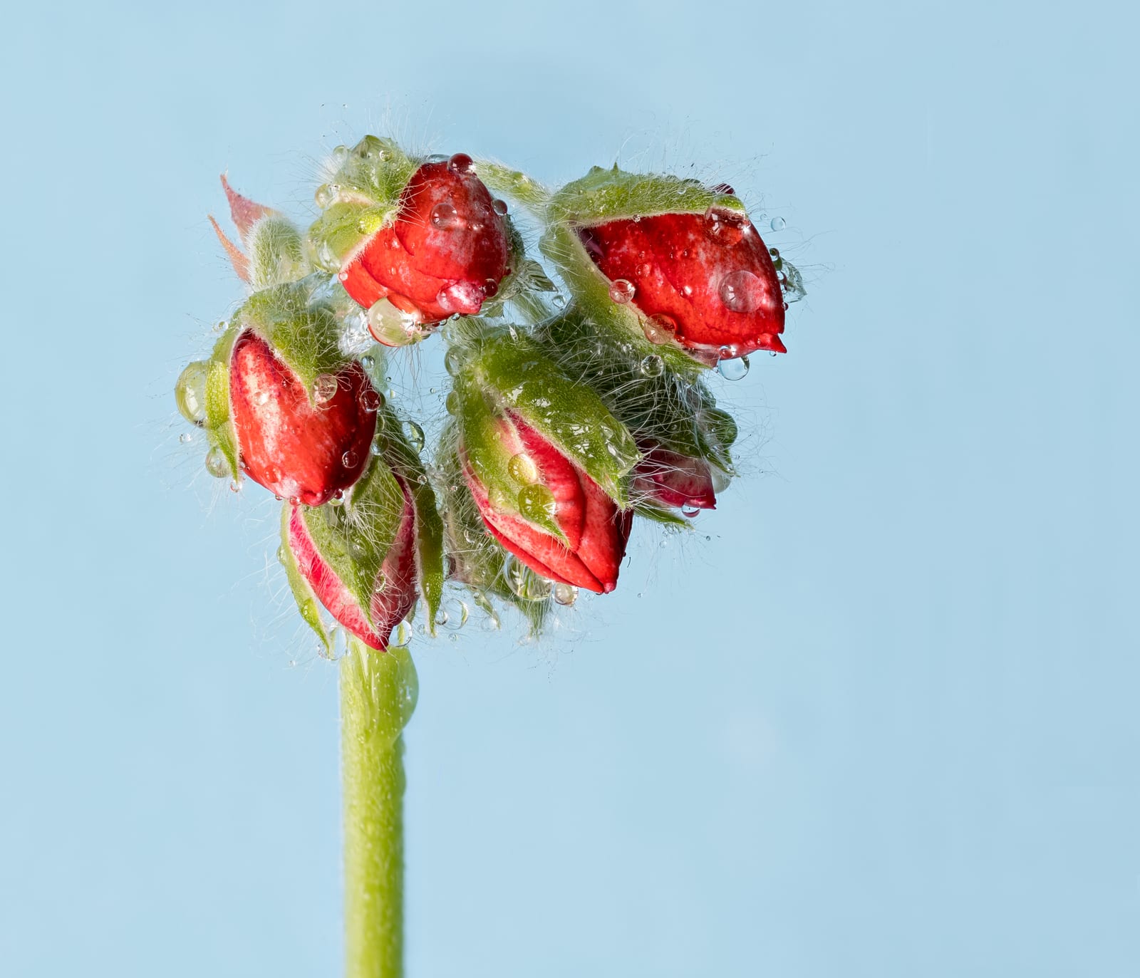 Geranium (Pelargonium)