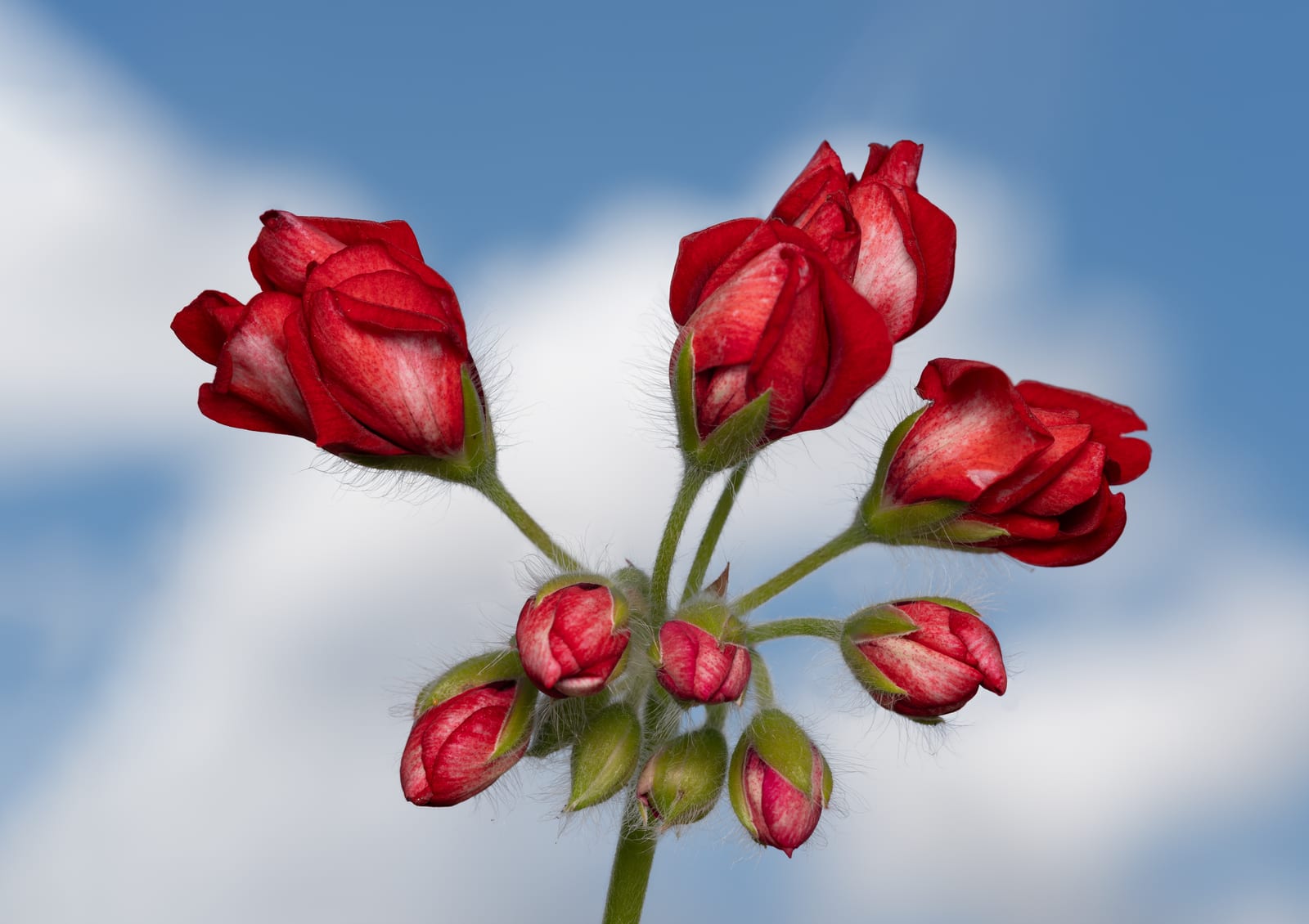 Geranium (Pelargonium) thumbnail 3