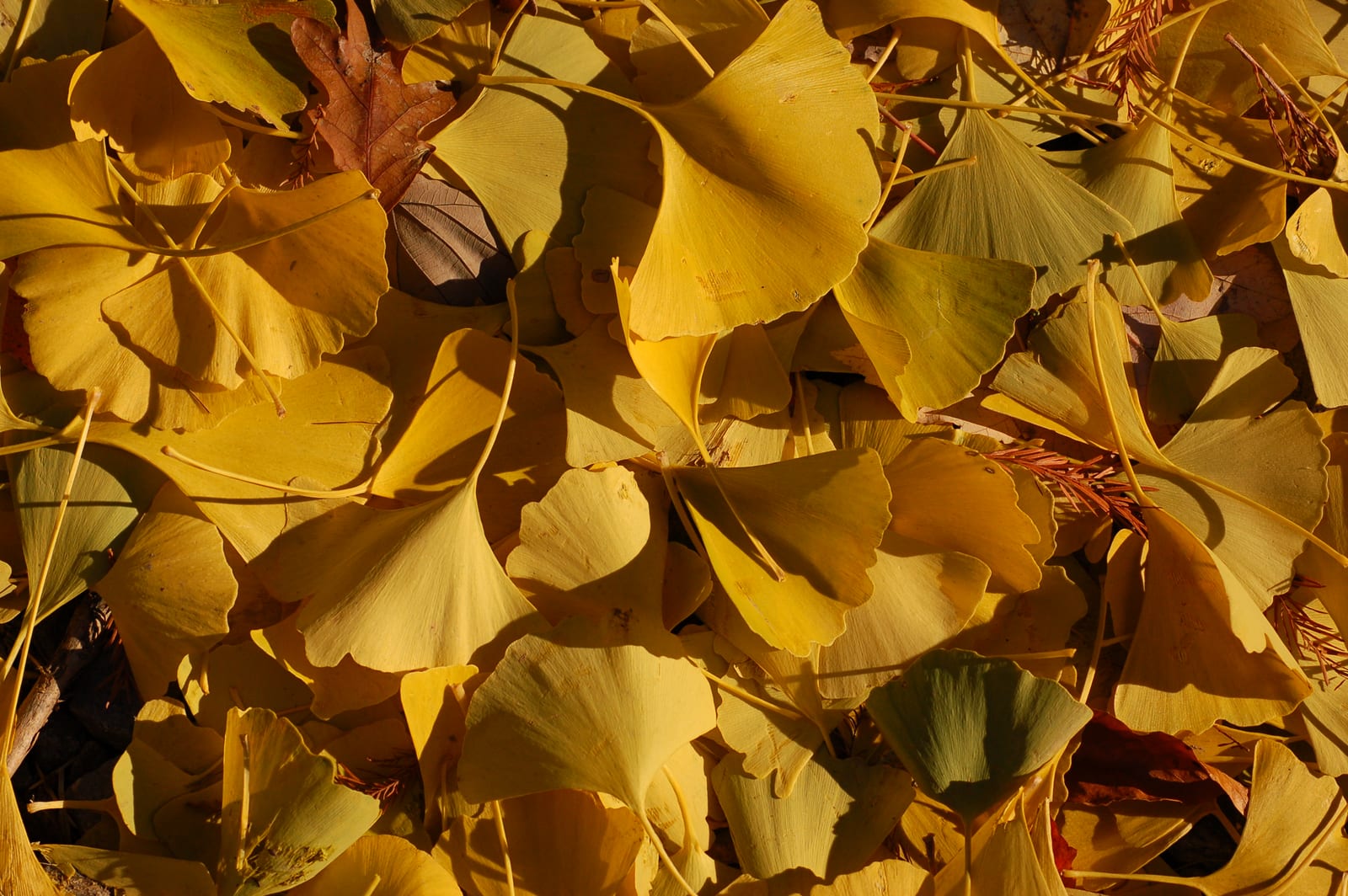 Ginkgo thumbnail 3