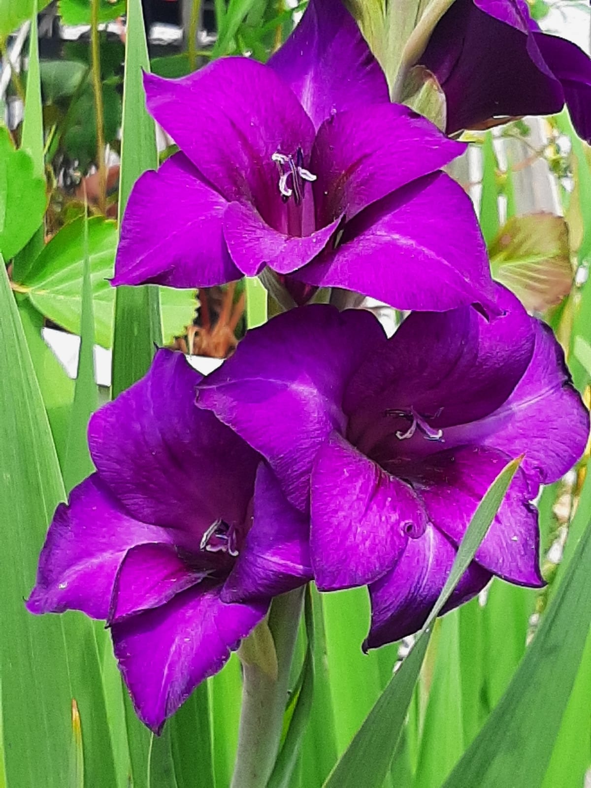 Gladiolus thumbnail 4