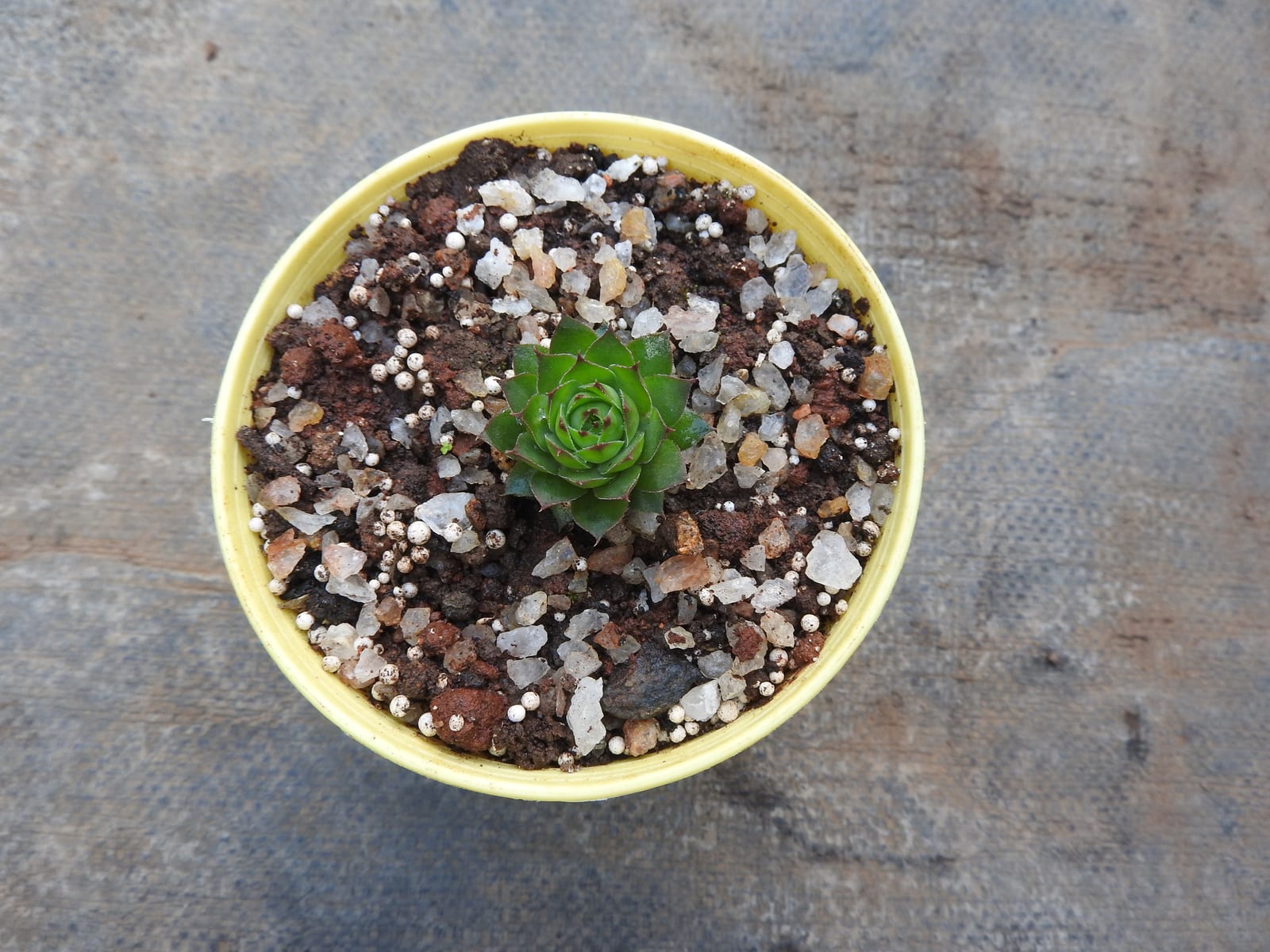 Hens and Chicks thumbnail 4