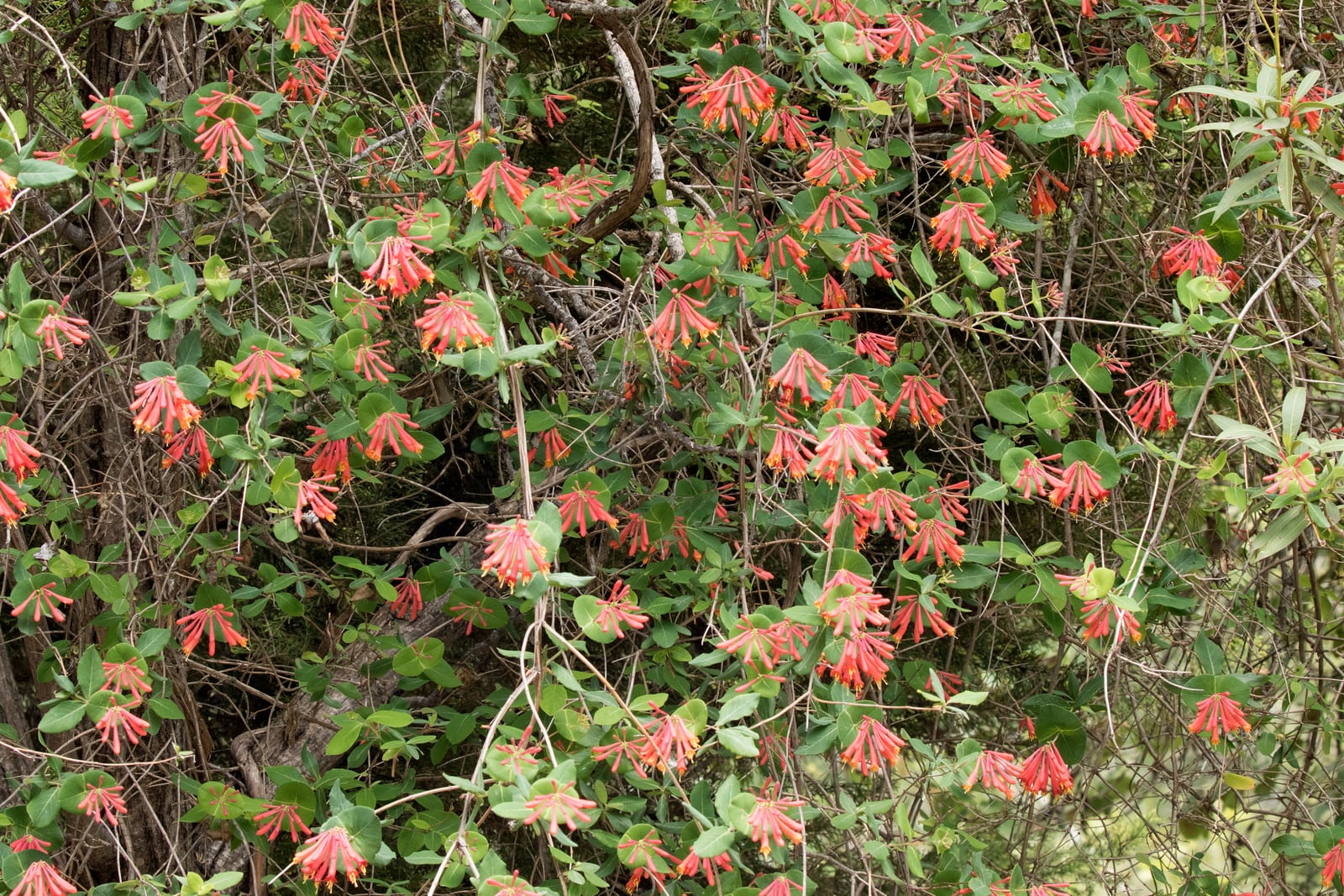 Honeysuckle thumbnail 3