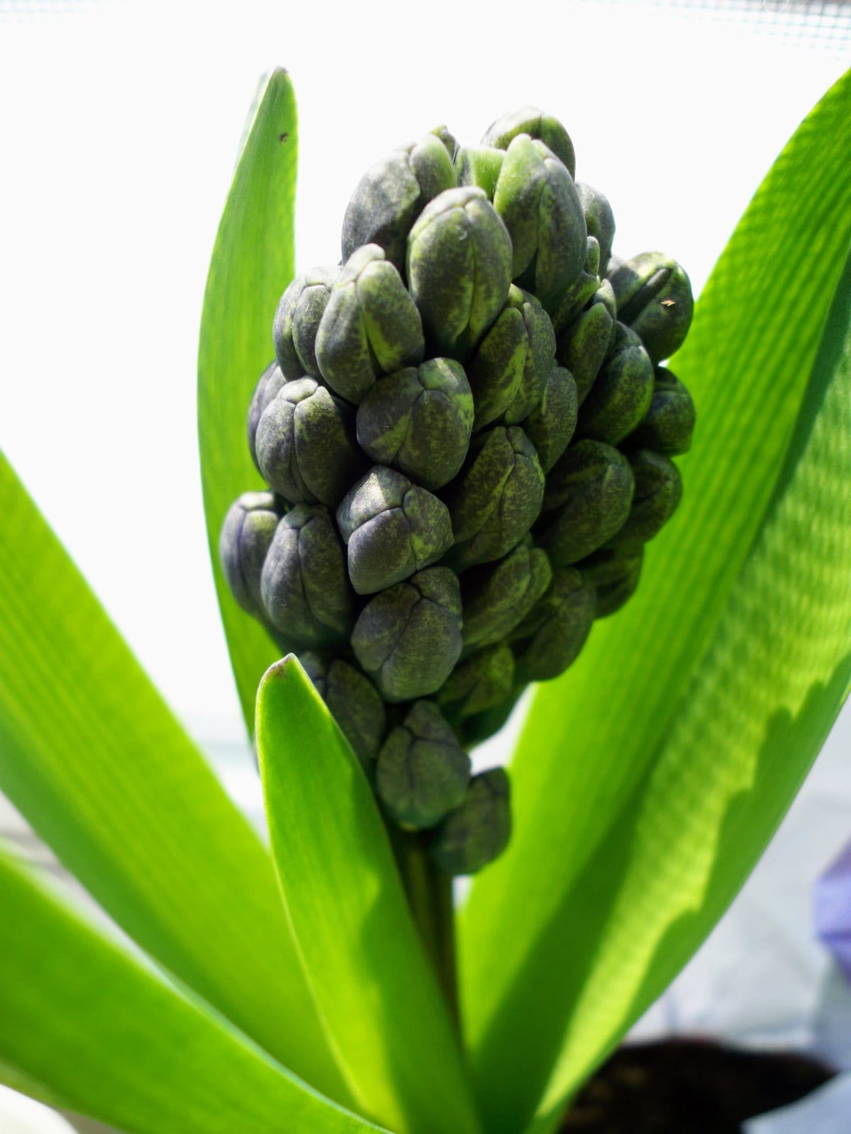 Hyacinth thumbnail 3