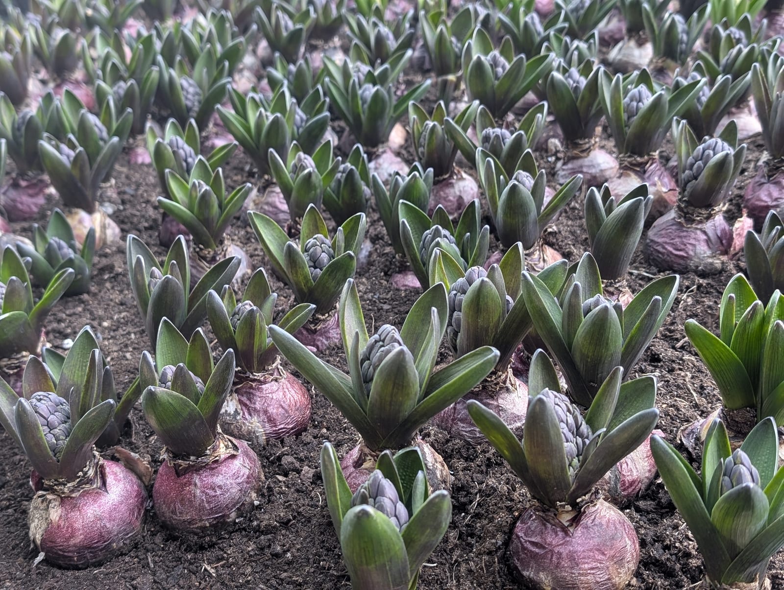 Hyacinth thumbnail 4