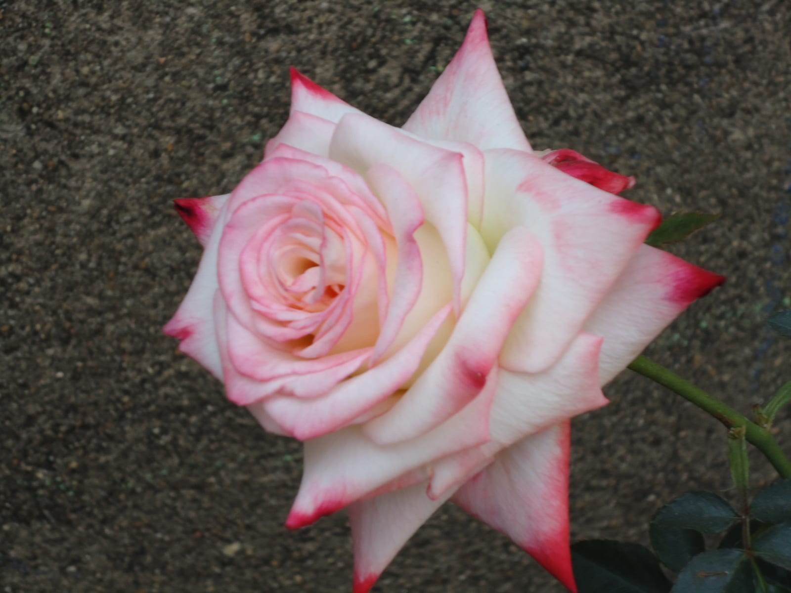 Hybrid Tea Rose thumbnail 2