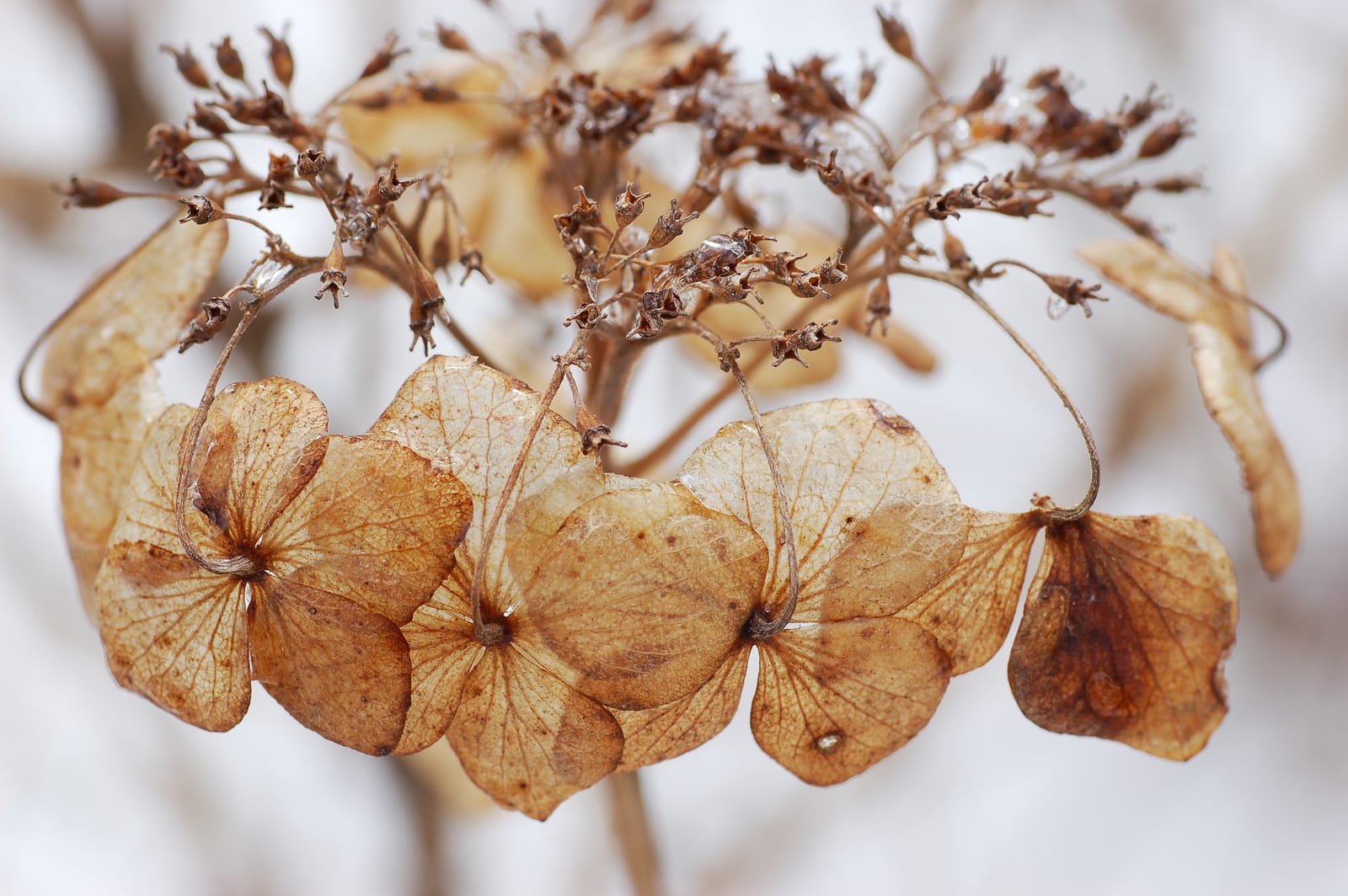 Hydrangea thumbnail 2
