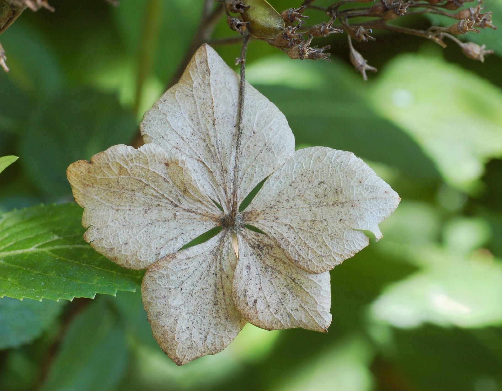 Hydrangea thumbnail 4