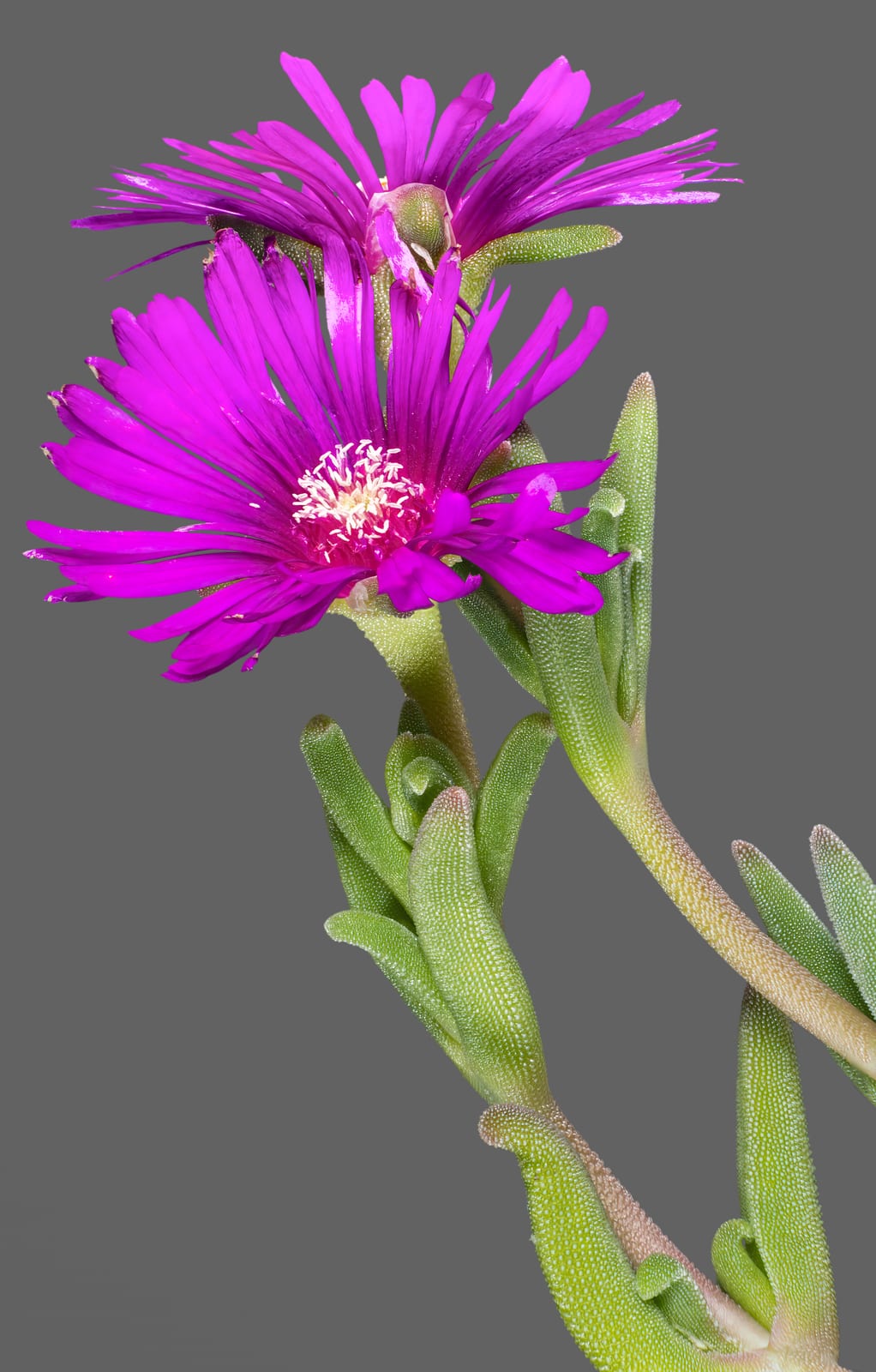 Ice Plant thumbnail 3