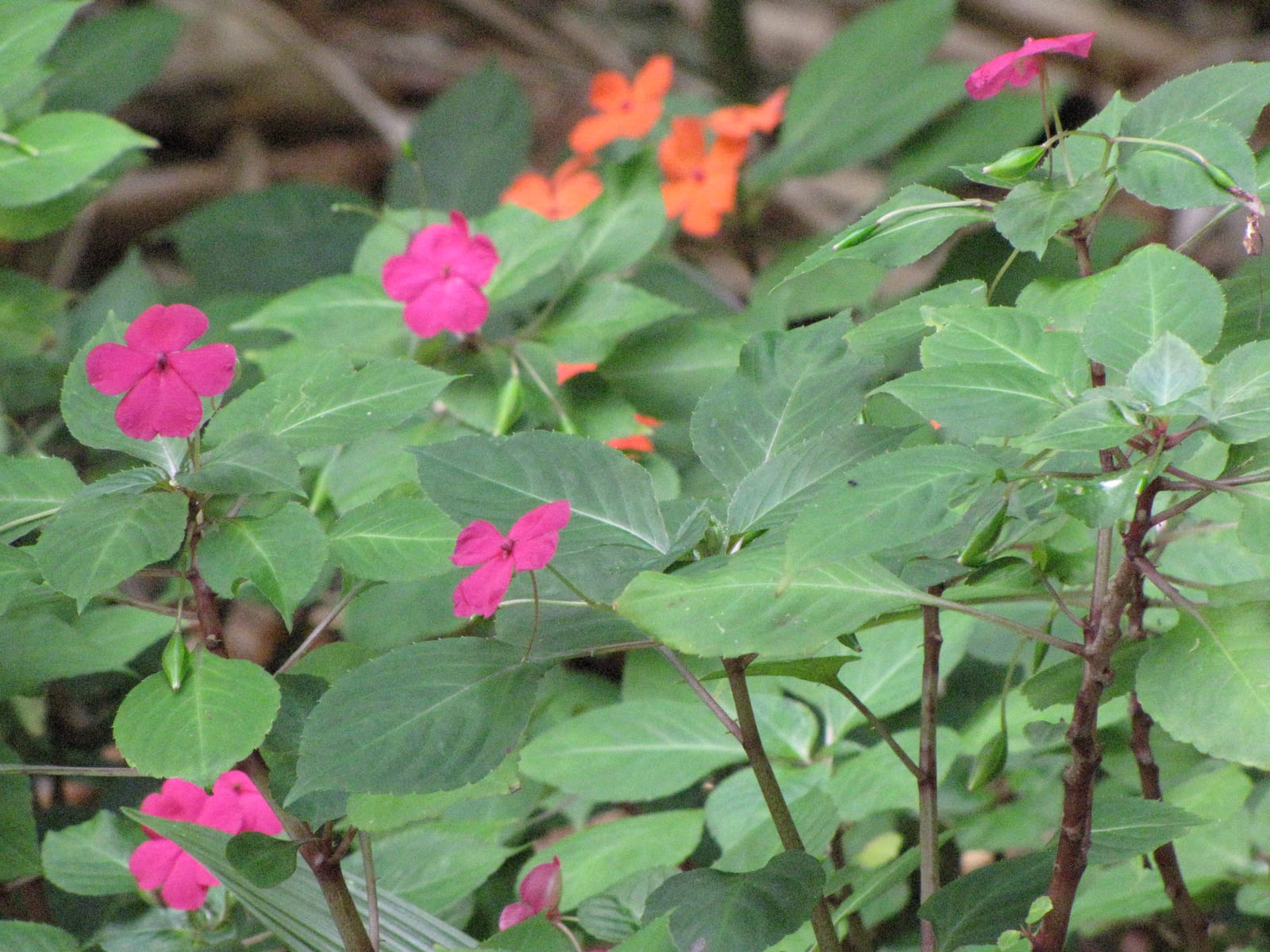 Impatiens thumbnail 4