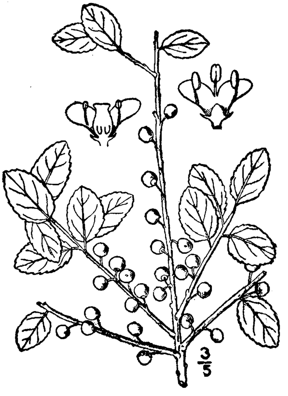 Inkberry Holly thumbnail 2