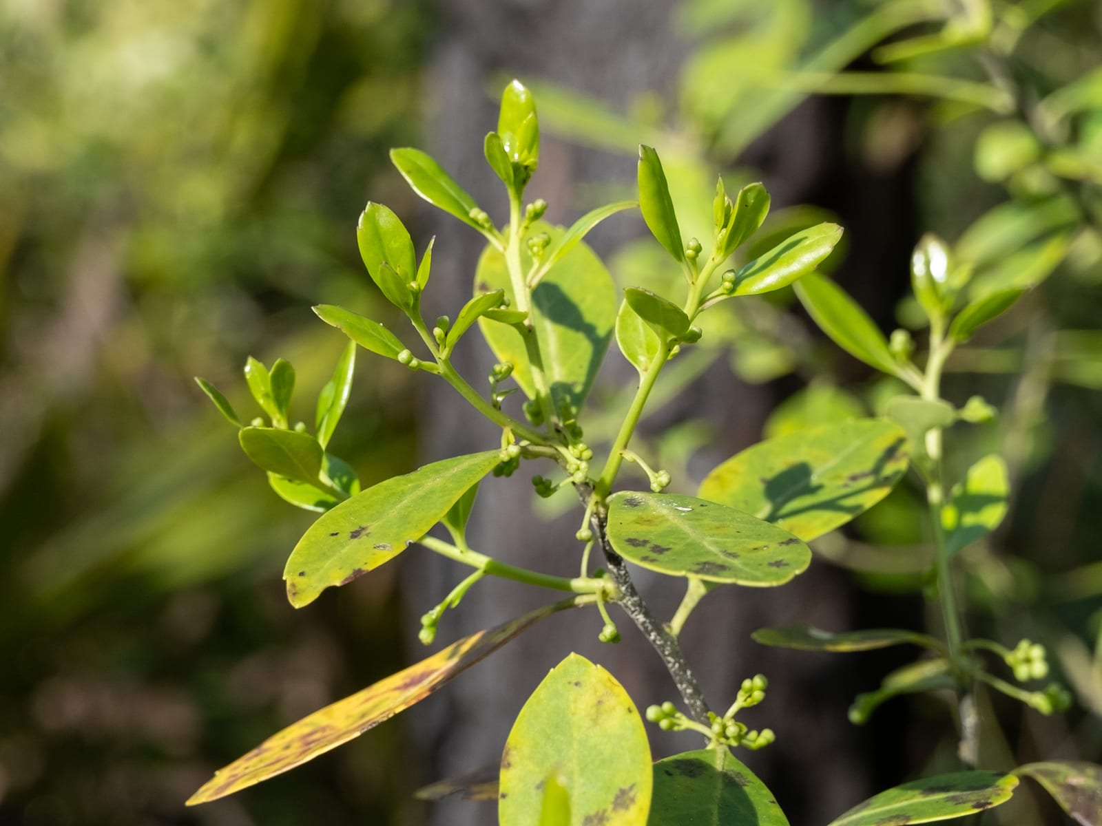 Inkberry Holly thumbnail 3