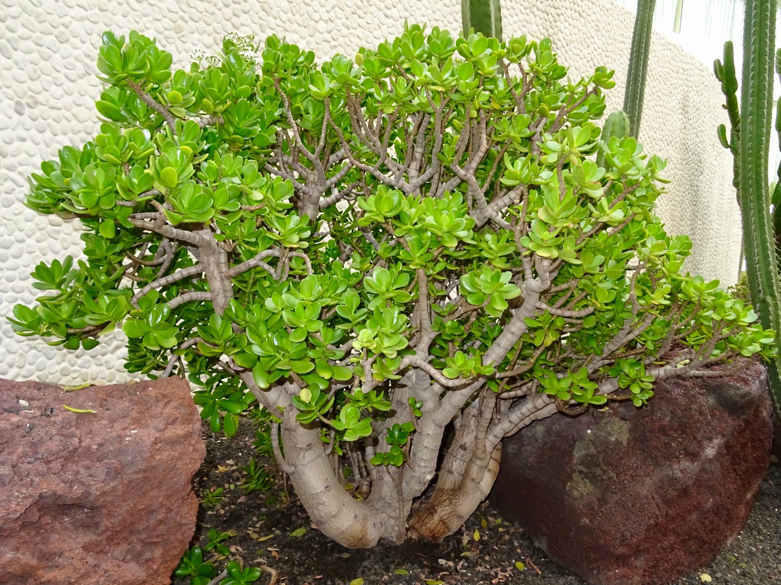 Jade Plant thumbnail 4