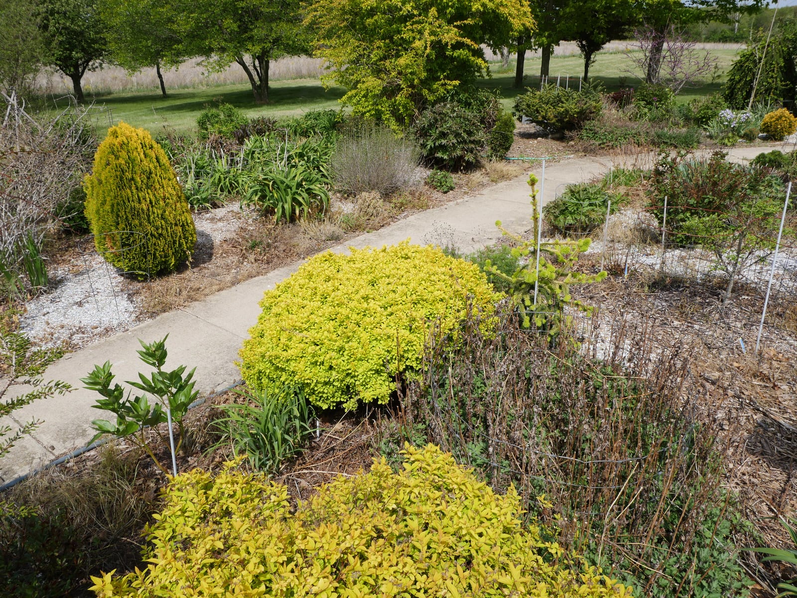 Japanese Barberry thumbnail 3