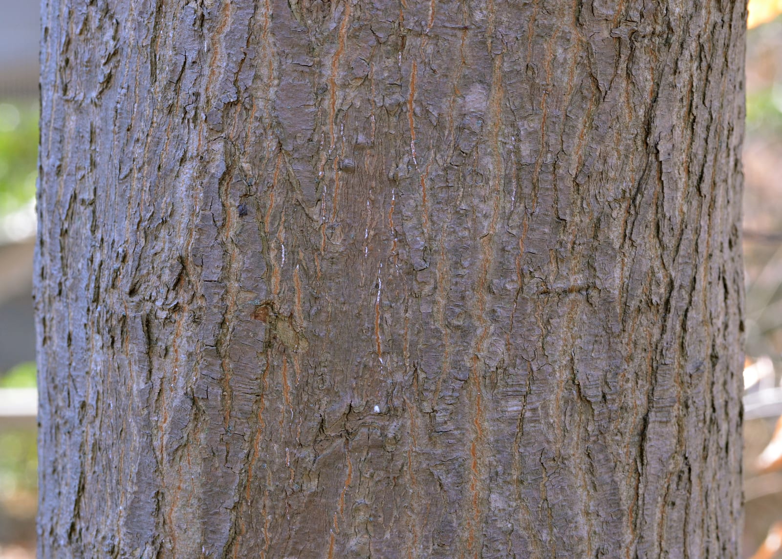 Japanese Maple