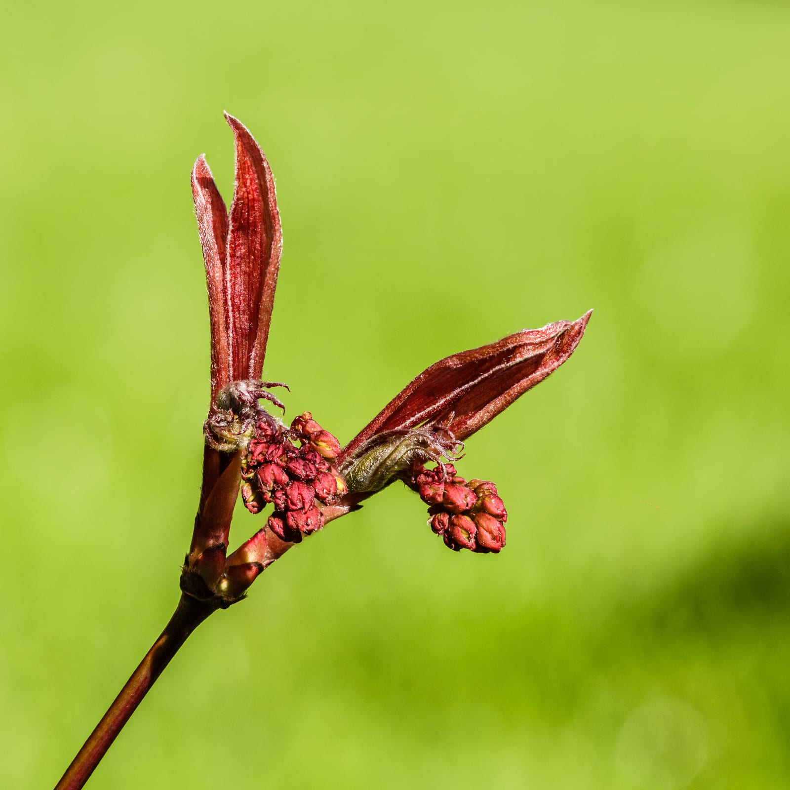 Japanese Maple thumbnail 3