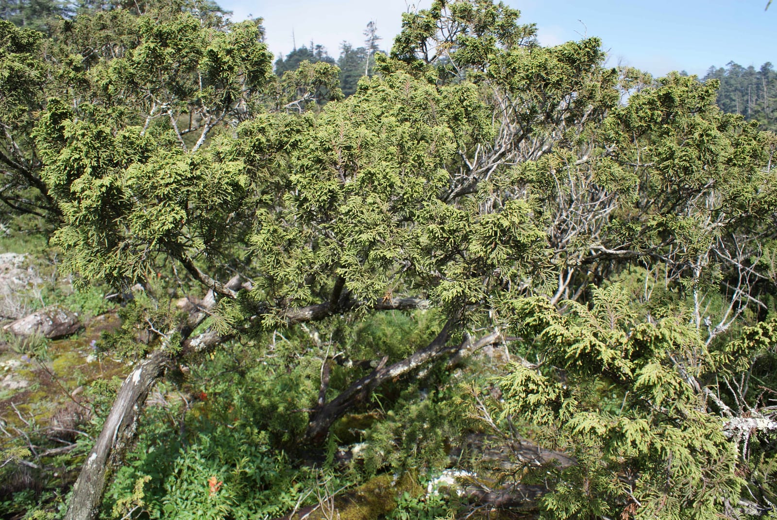 Juniper (Shrub Form)