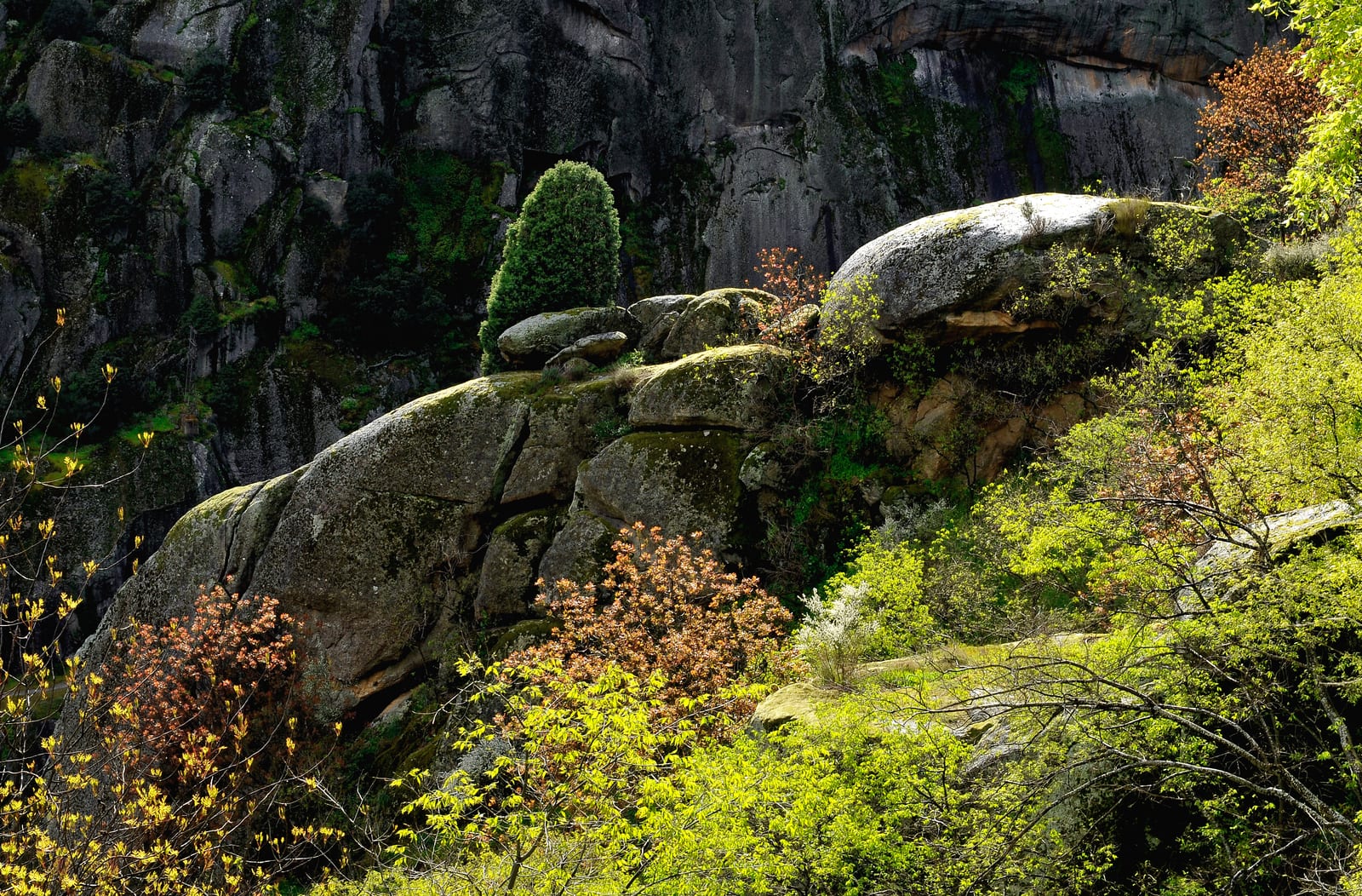 Juniper (Shrub Form) thumbnail 3