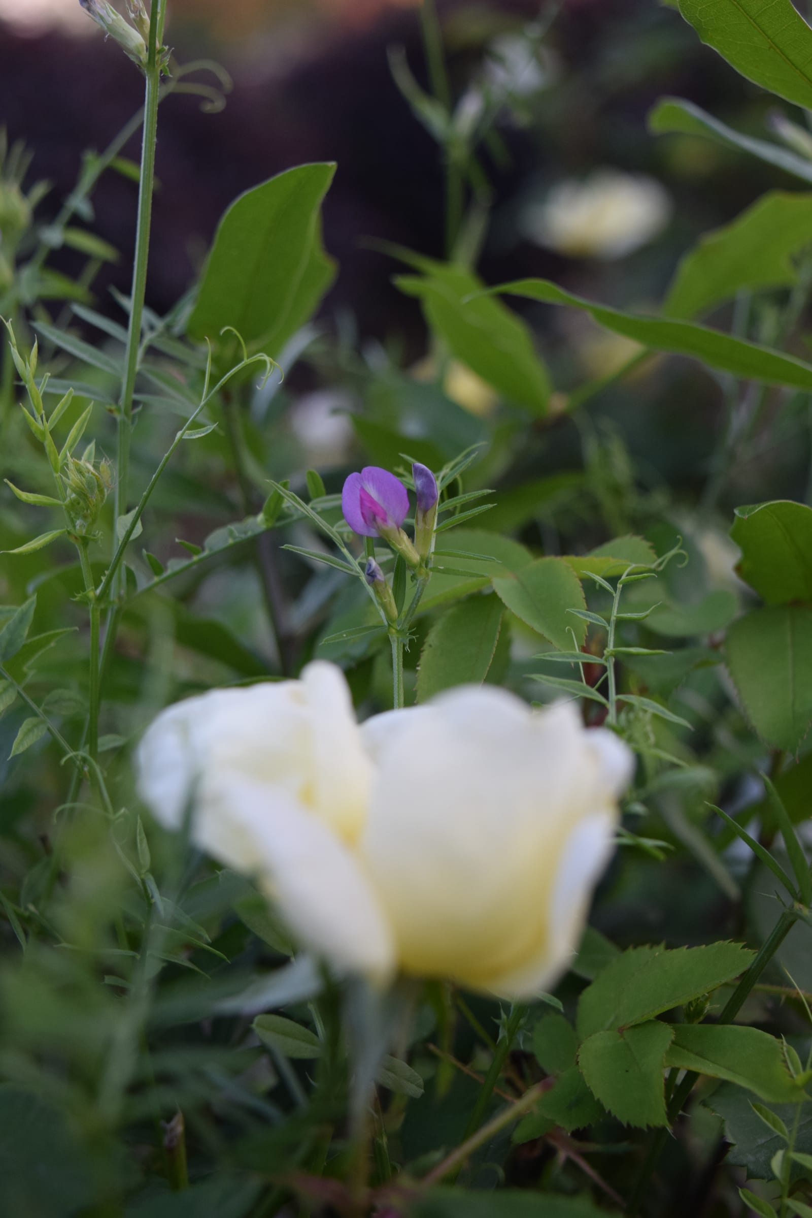 Knockout Rose thumbnail 4