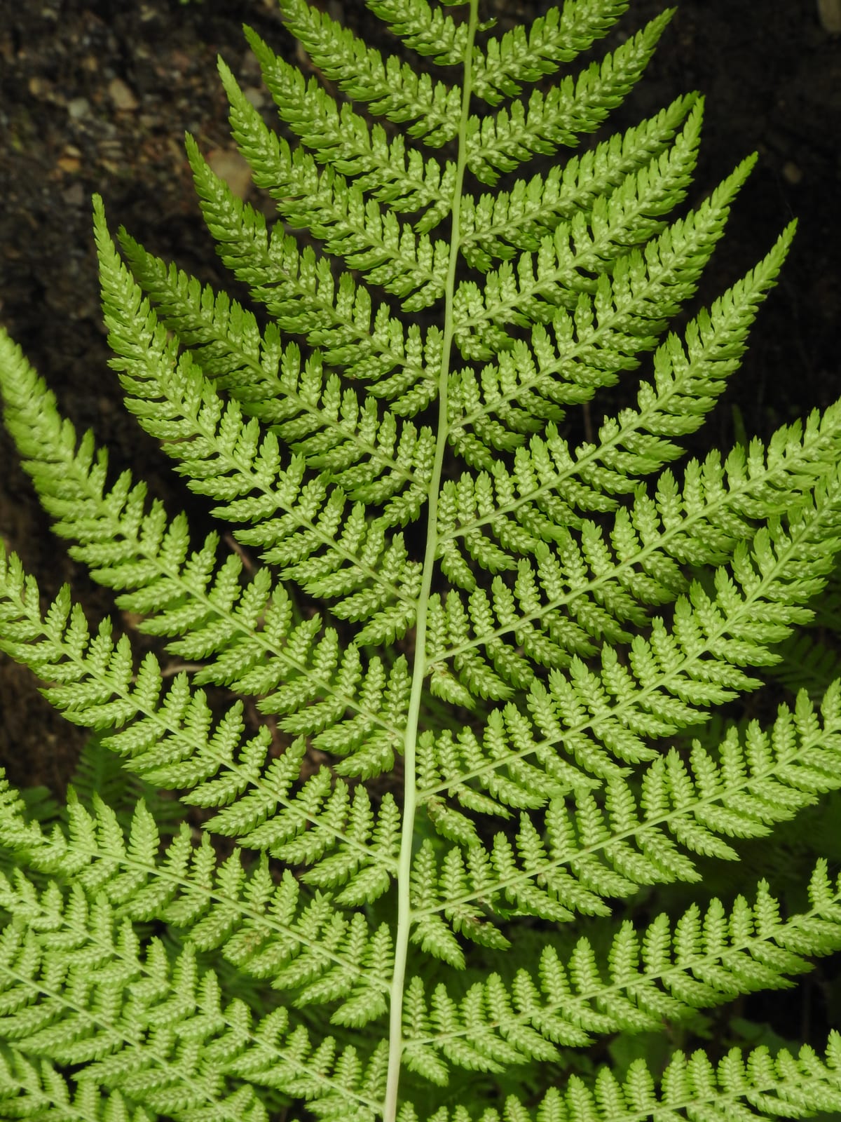 Lady Fern