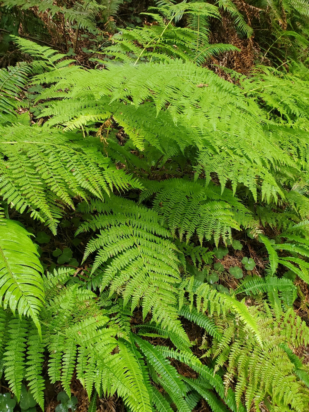 Lady Fern thumbnail 3