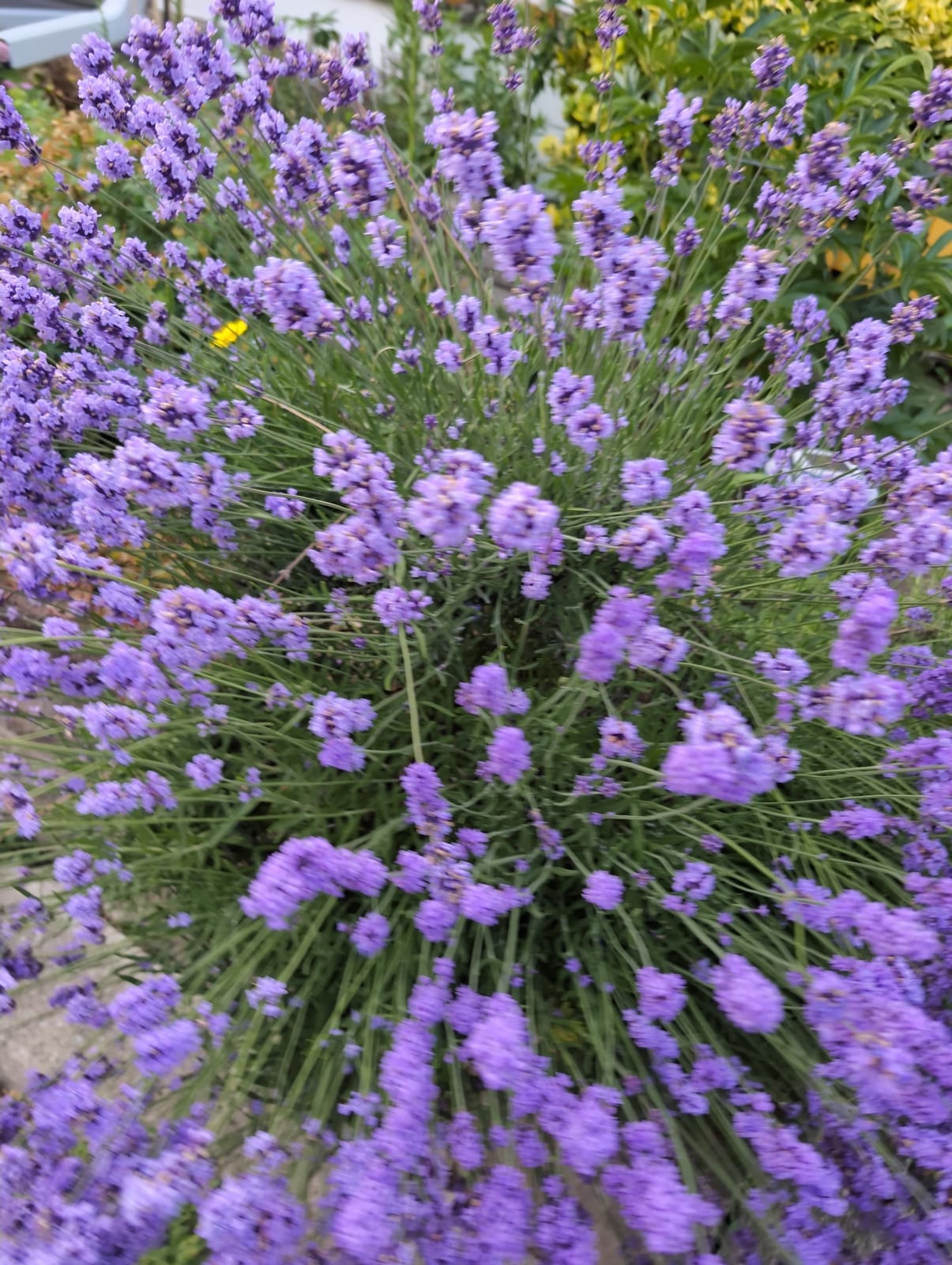 Lavender thumbnail 4