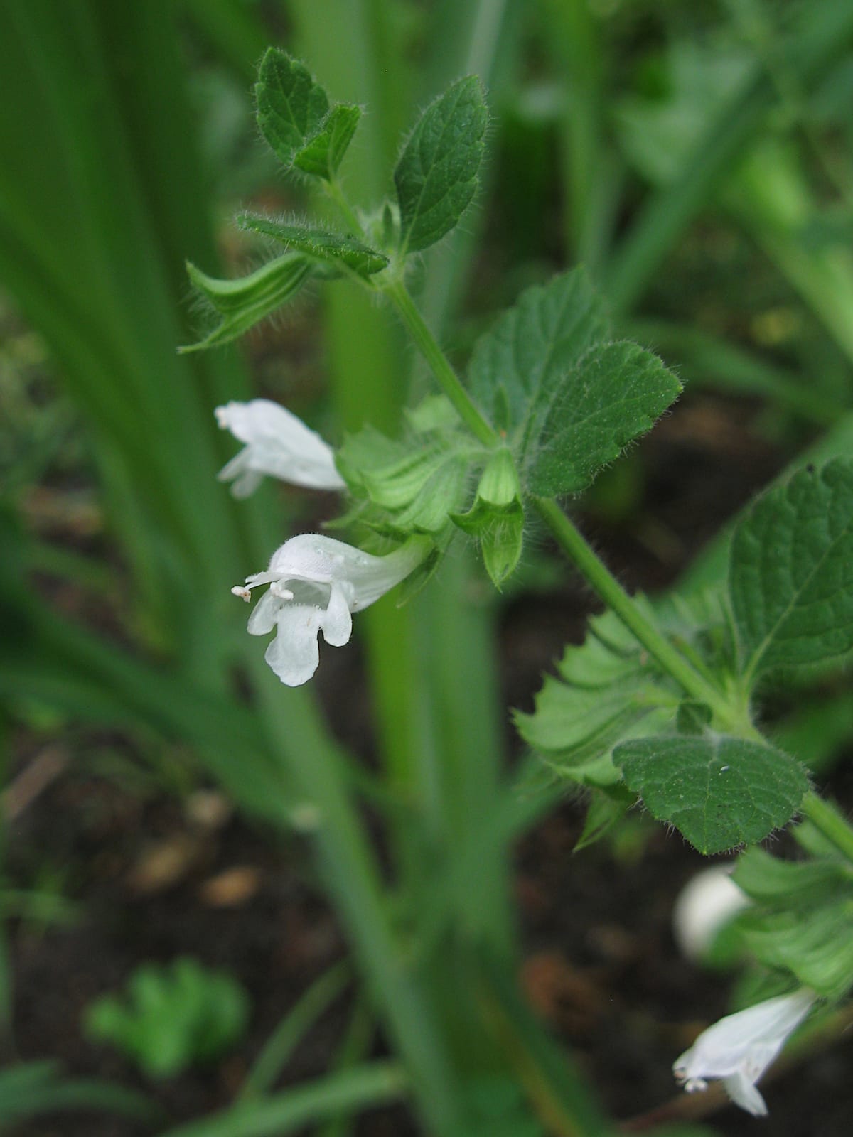 Lemon Balm