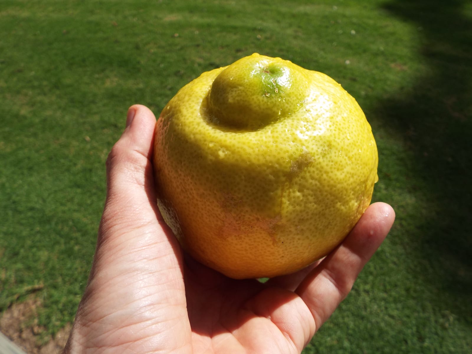 Lemon Tree thumbnail 4