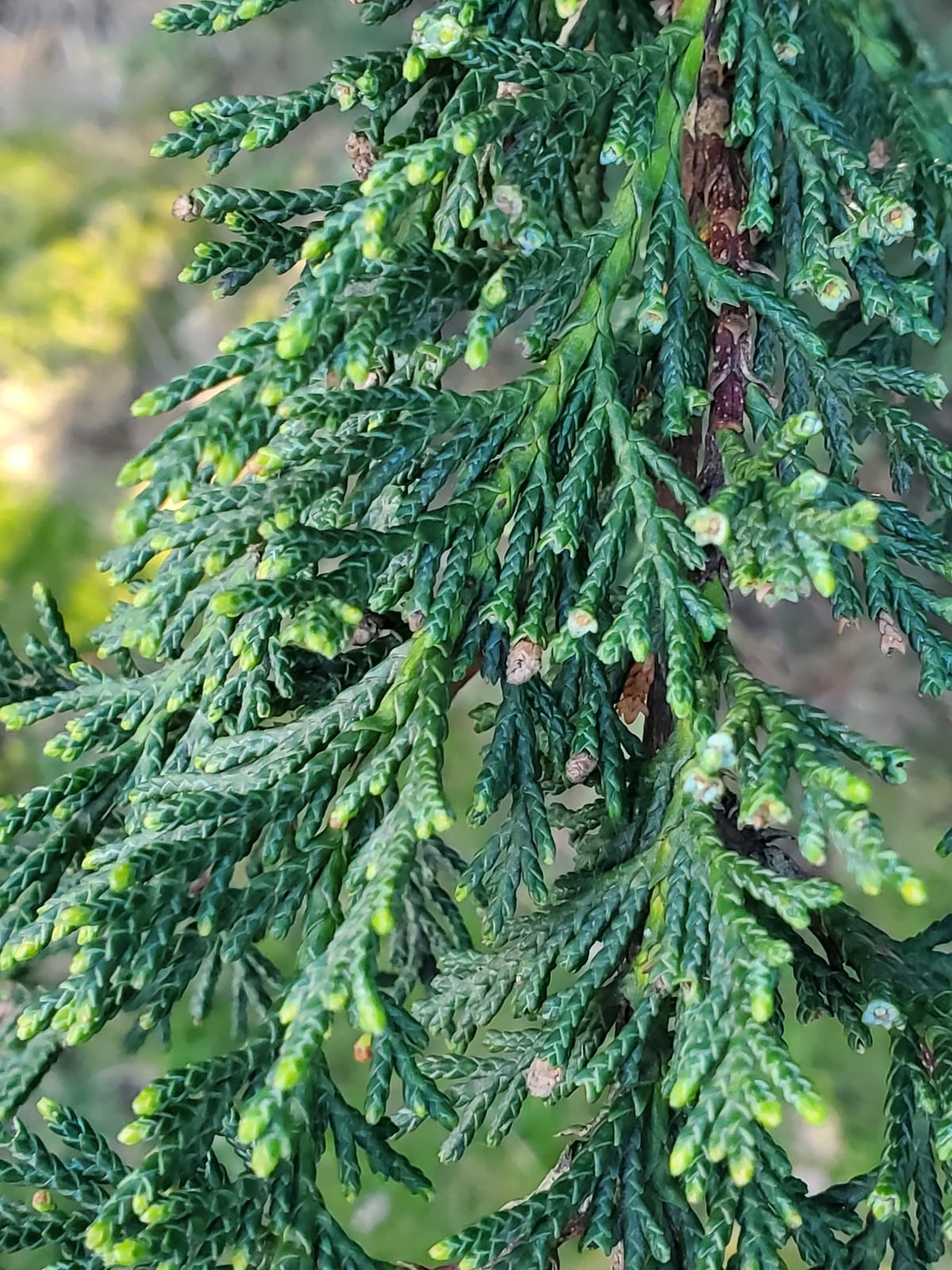 Leyland Cypress thumbnail 3