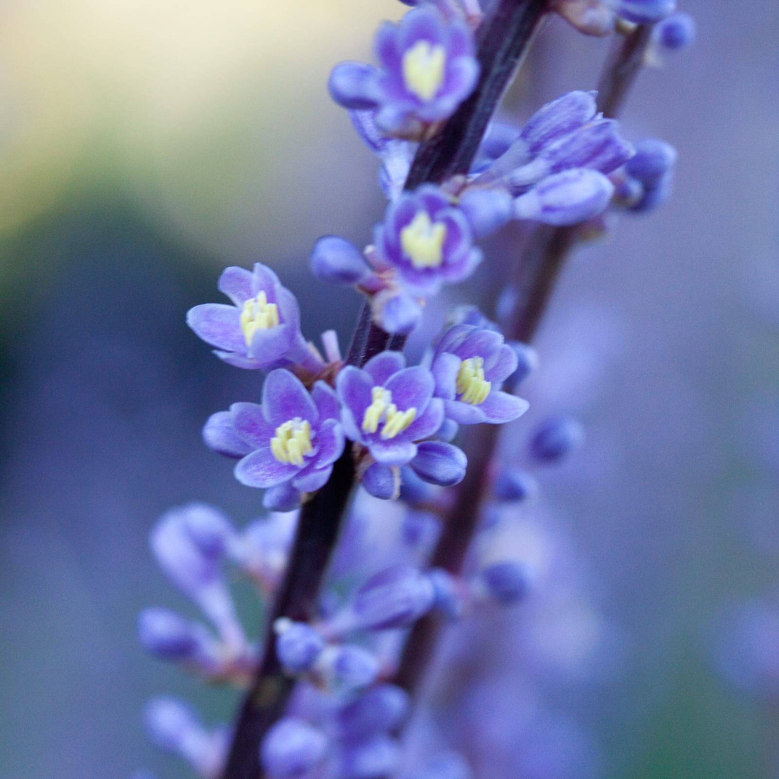 Liriope (Lily Turf) thumbnail 2