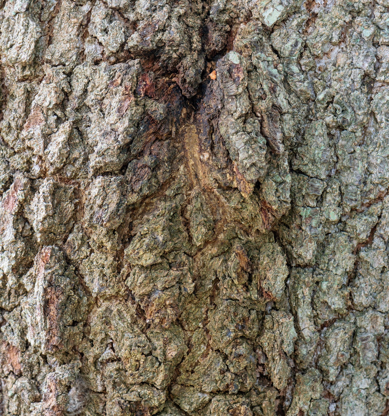Live Oak