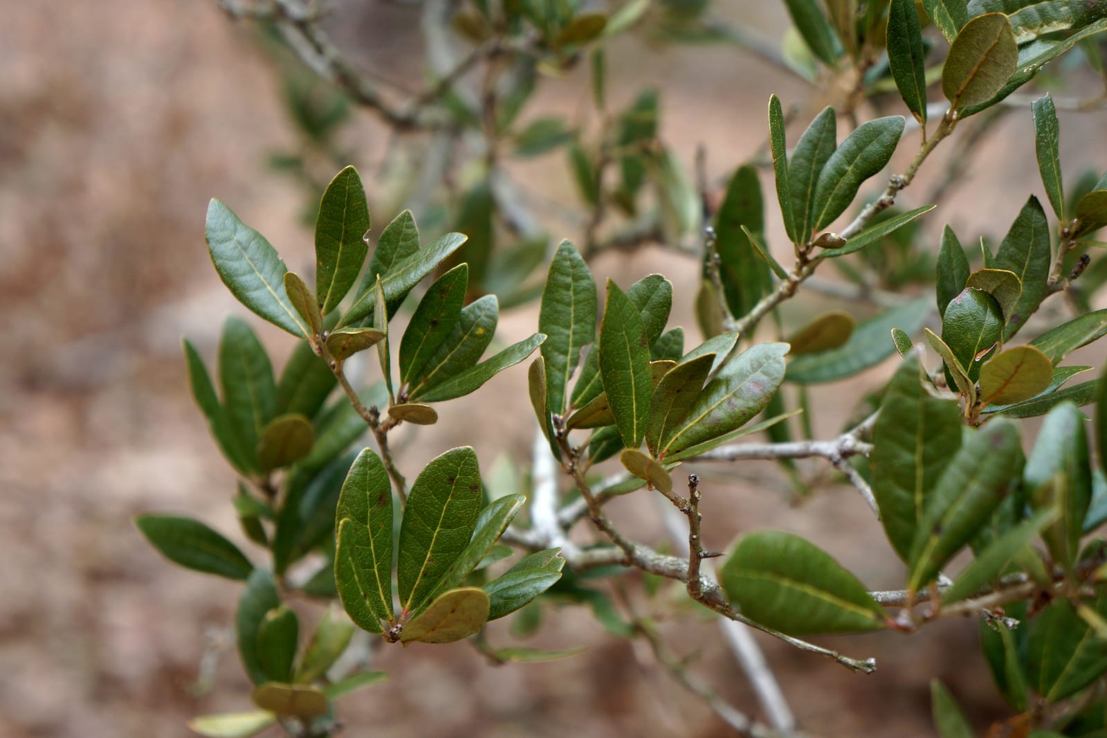 Live Oak thumbnail 3