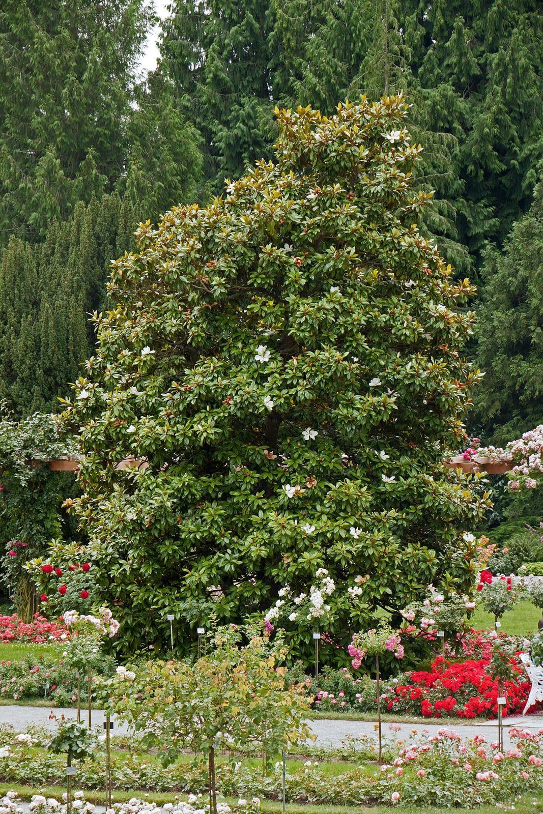 Magnolia thumbnail 4