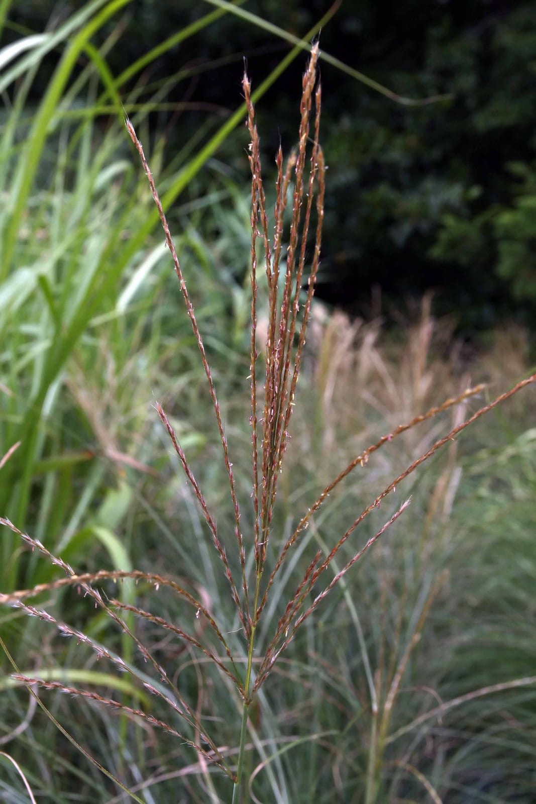 Maiden Grass (Miscanthus)