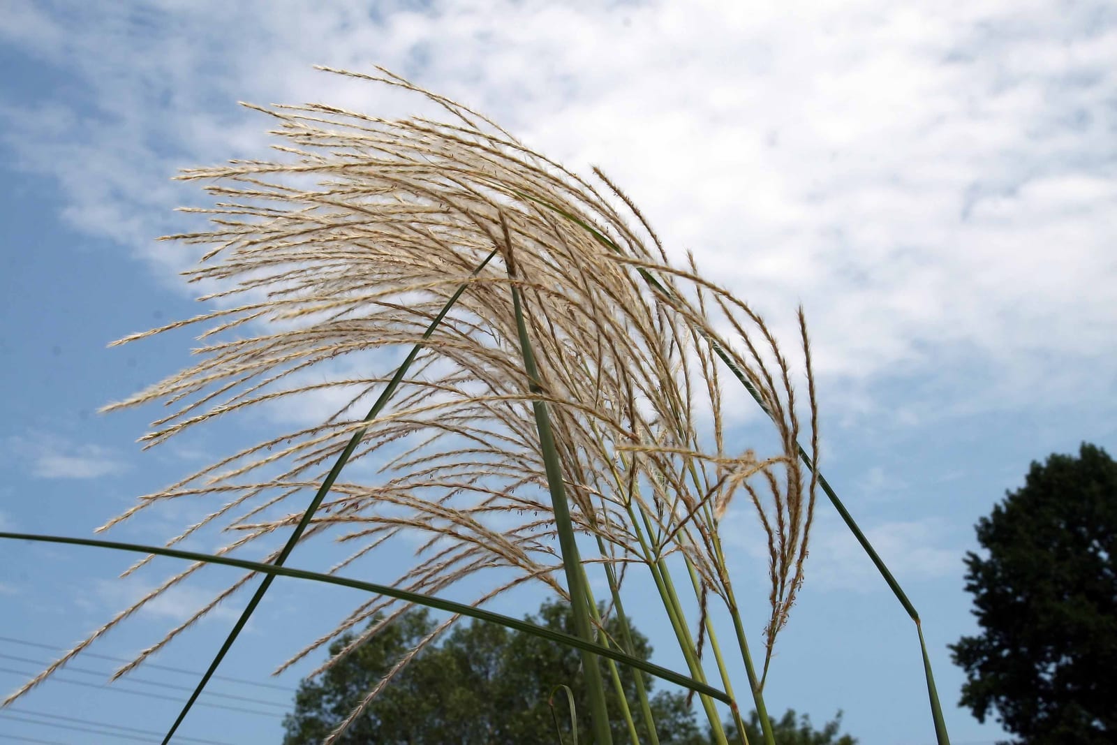 Maiden Grass (Miscanthus) thumbnail 2