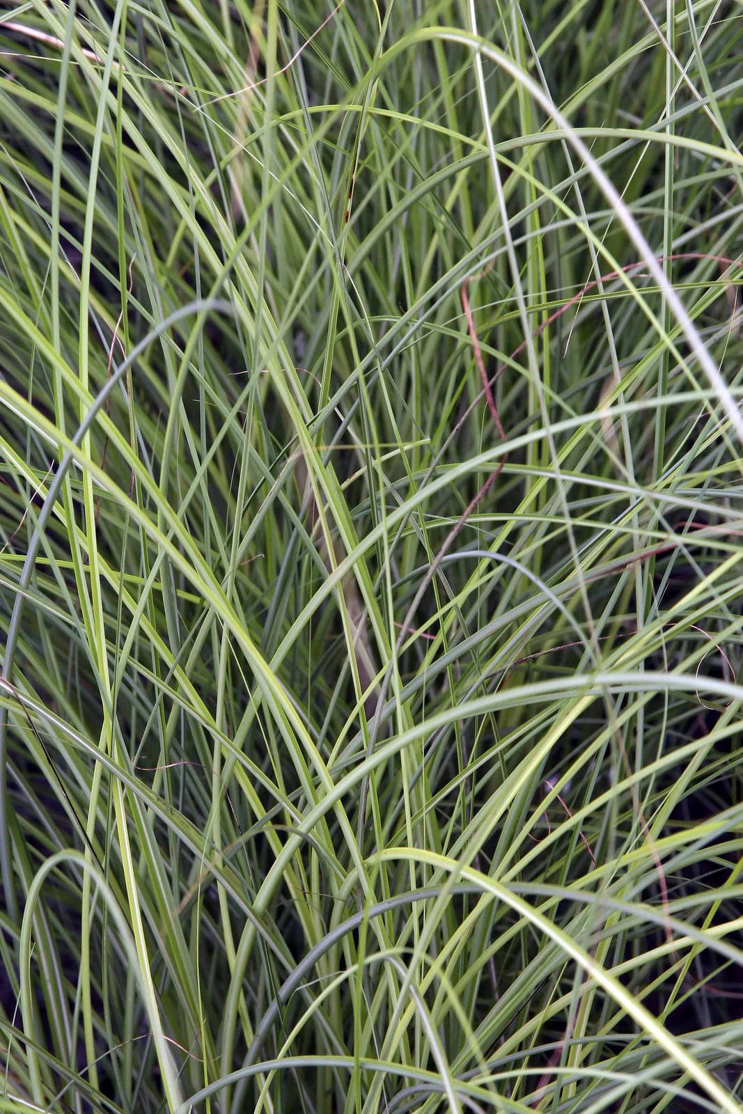 Maiden Grass (Miscanthus) thumbnail 4