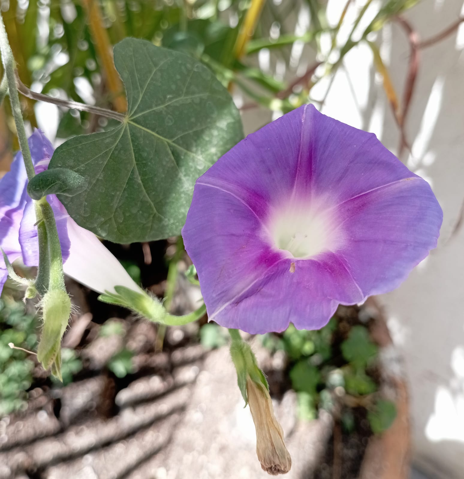 Morning Glory thumbnail 4