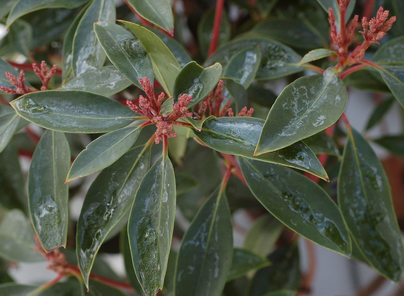 Mountain Laurel