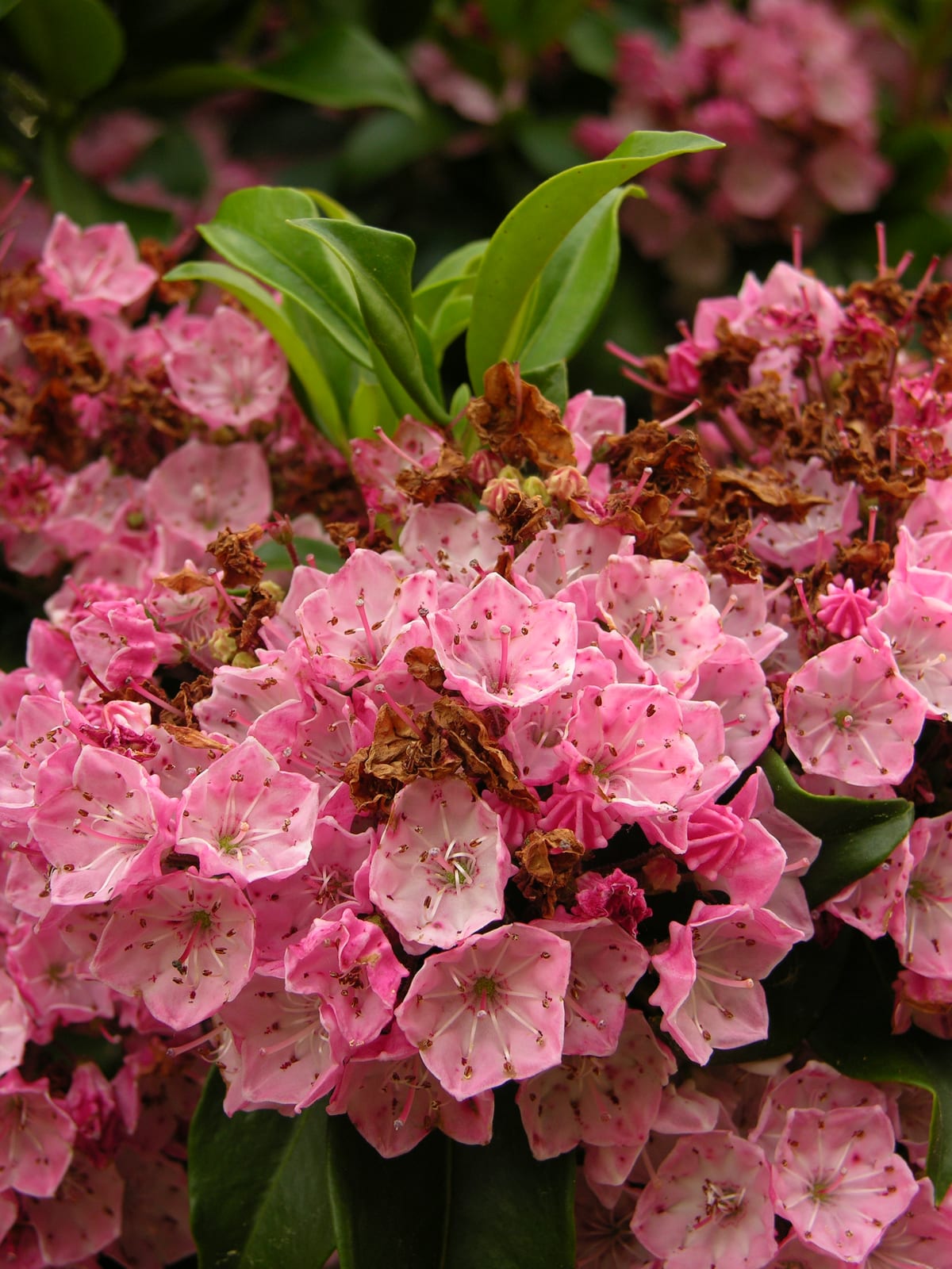 Mountain Laurel thumbnail 3