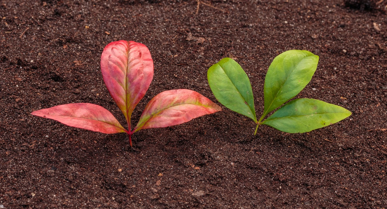 Nandina (Heavenly Bamboo) thumbnail 3